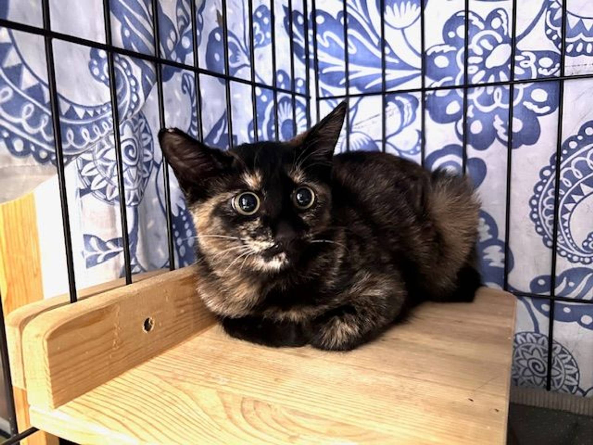 雑種（ミックス猫）・メスの里親募集の写真