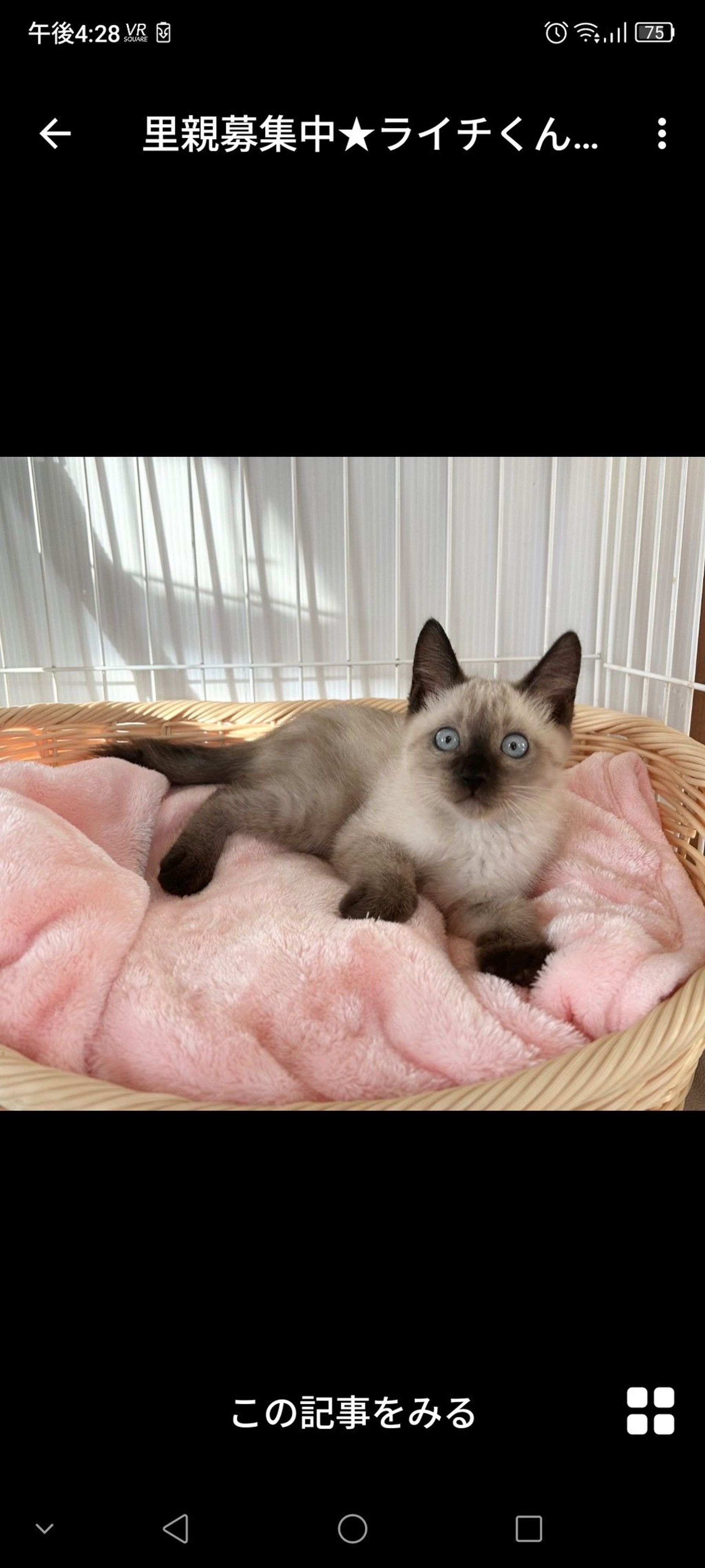 雑種（ミックス猫）・オスの里親募集の写真