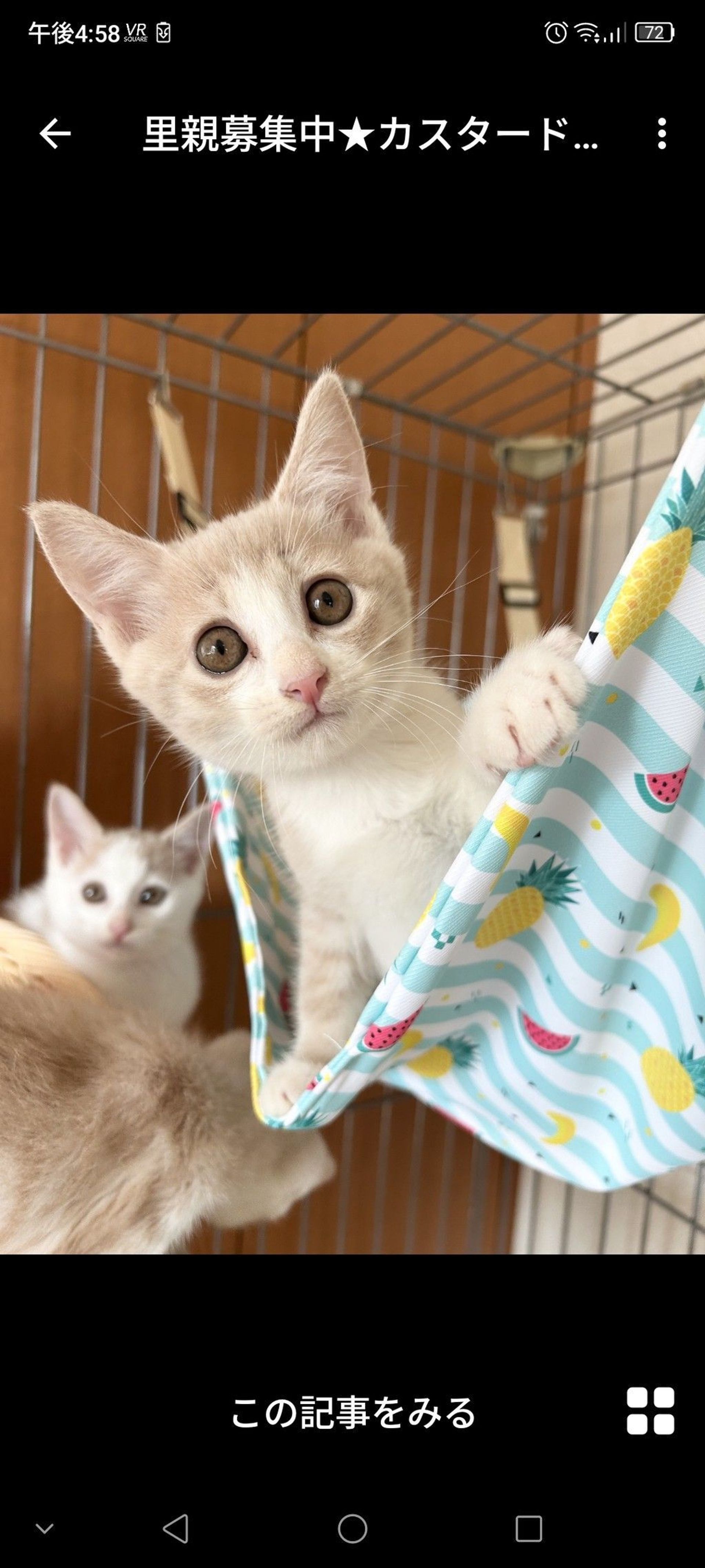 雑種（ミックス猫）・オスの里親募集の写真