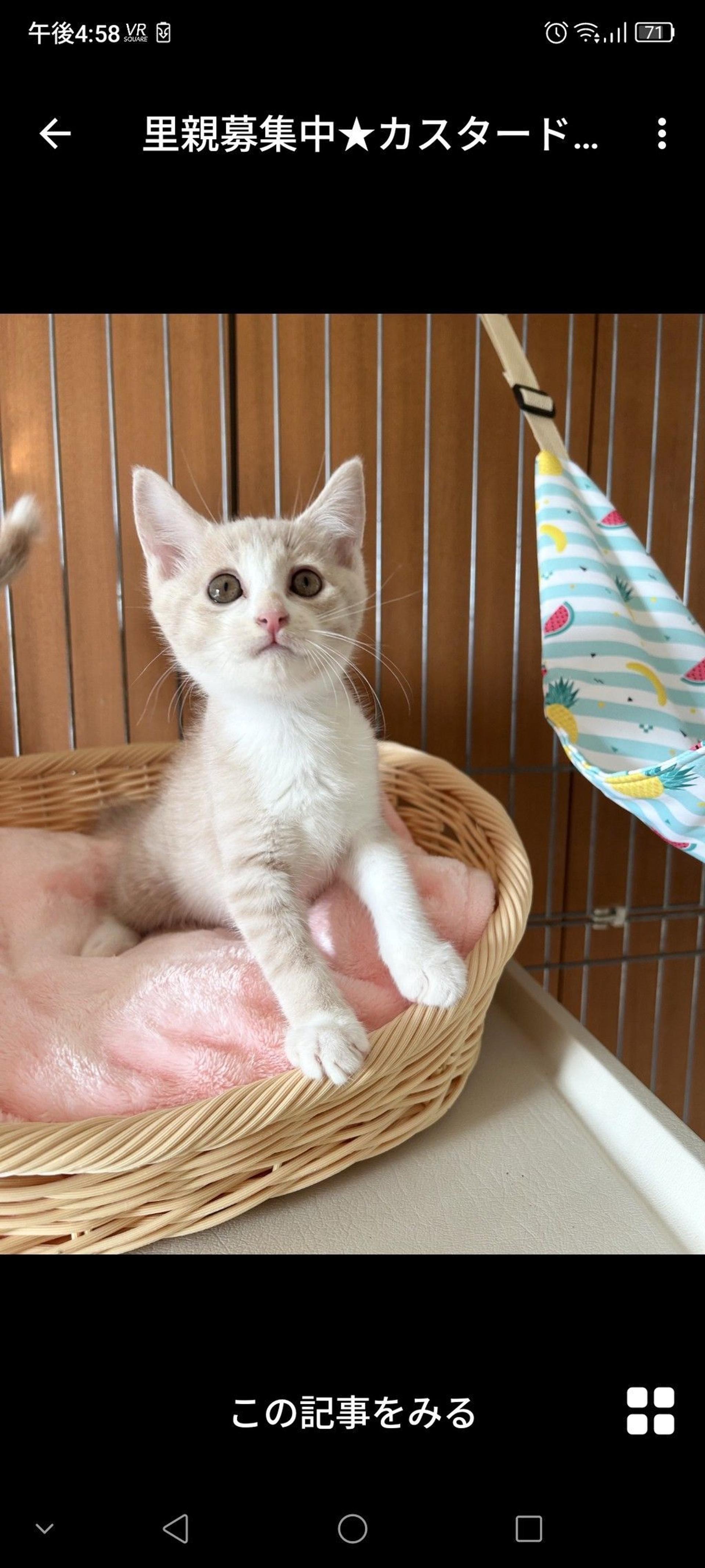 pet-image-3