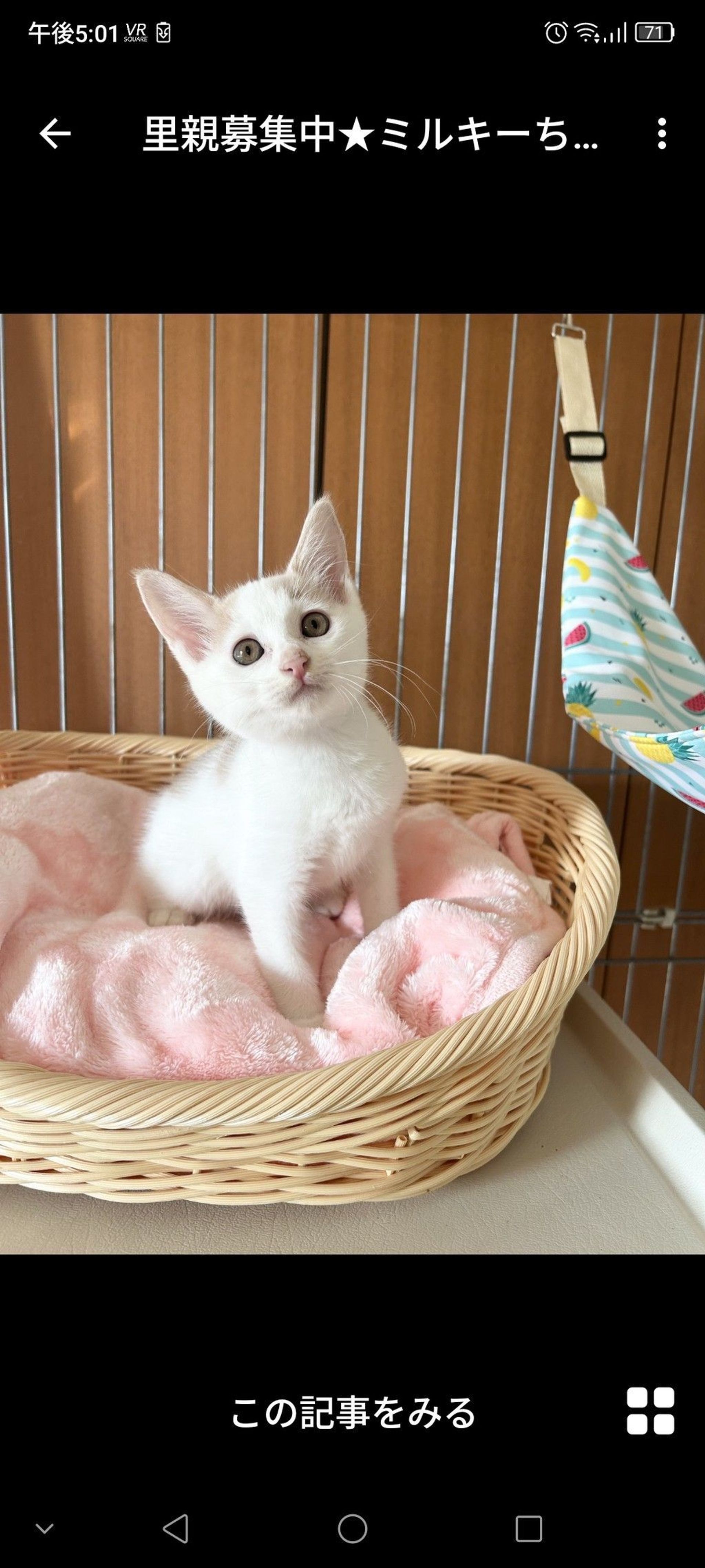 雑種（ミックス猫）・メスの里親募集の写真