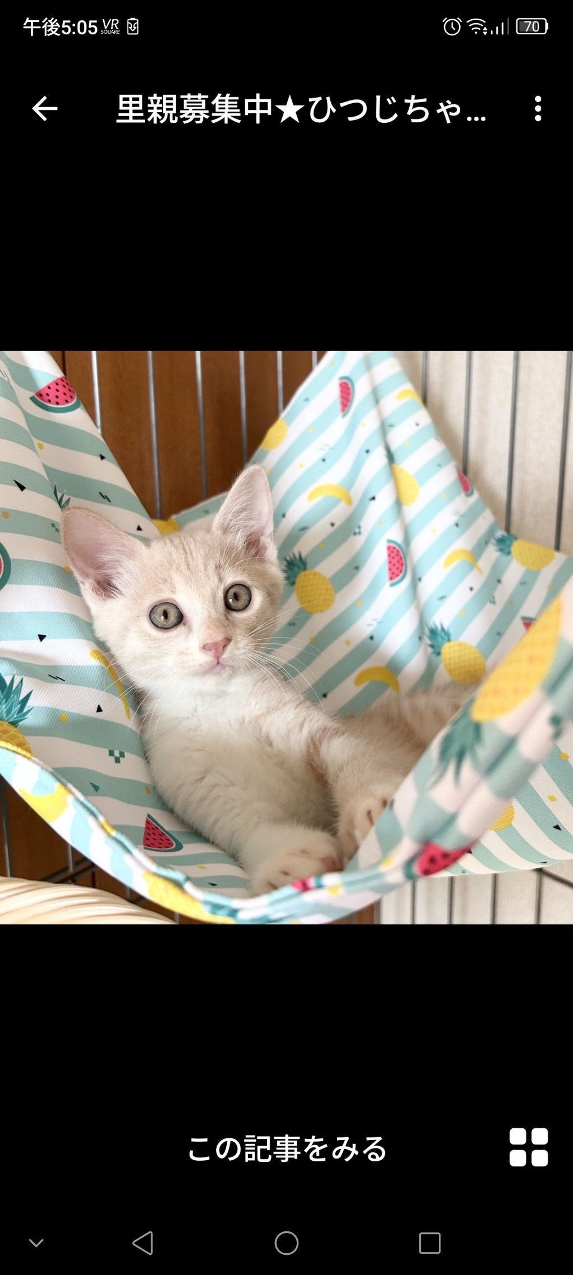 雑種（ミックス猫）・メスの里親募集の写真
