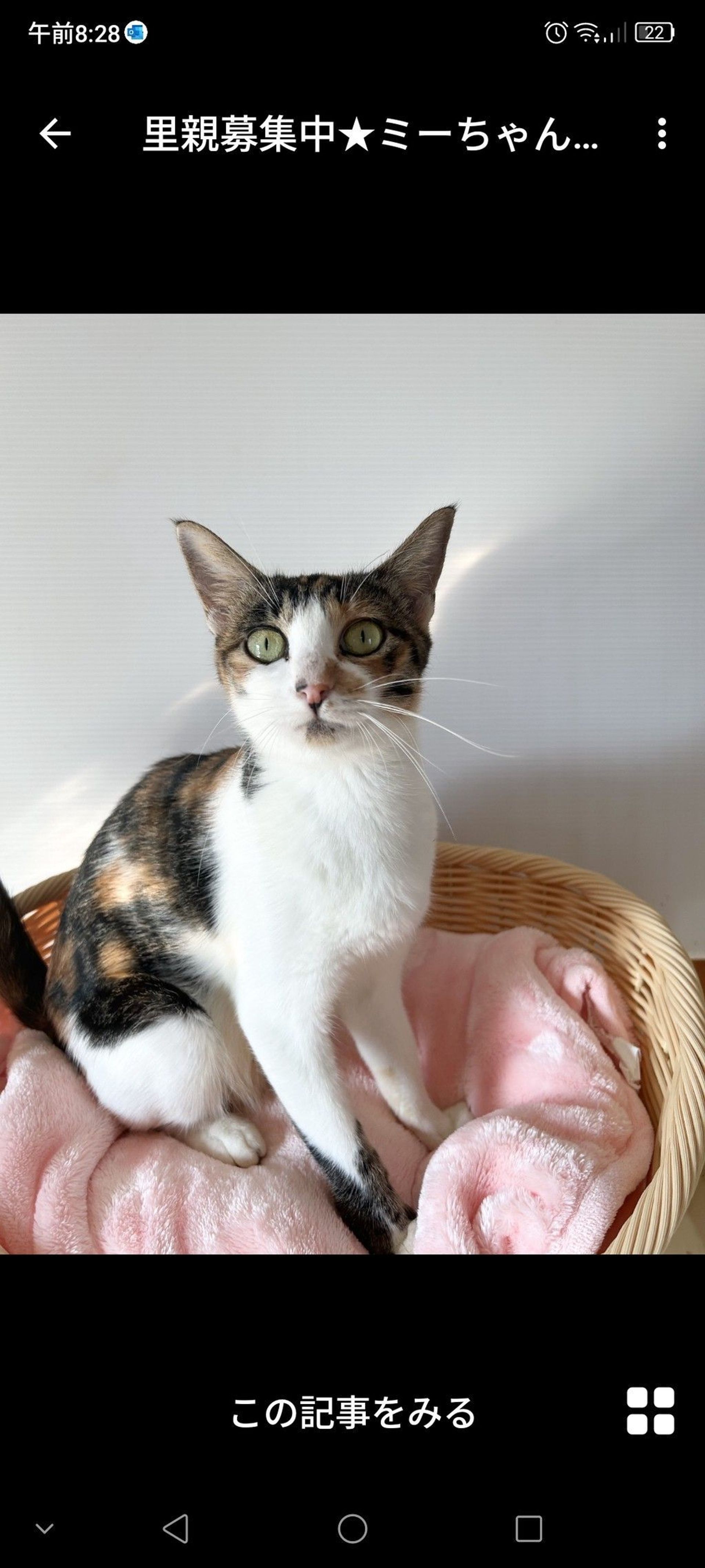 雑種（ミックス猫）・メスの里親募集の写真