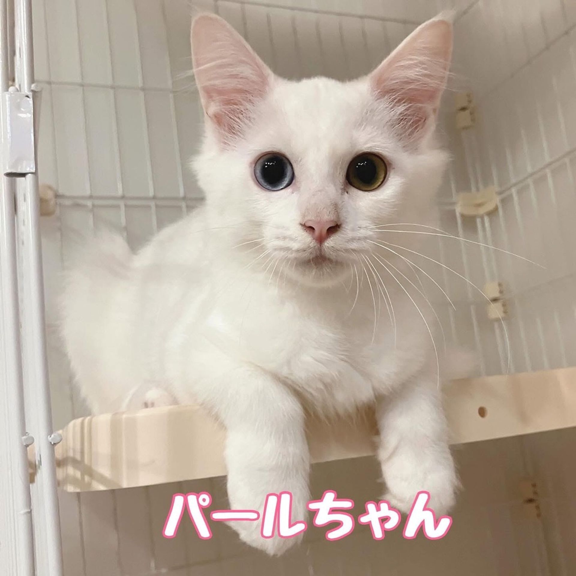 雑種（ミックス猫）・メスの里親募集の写真