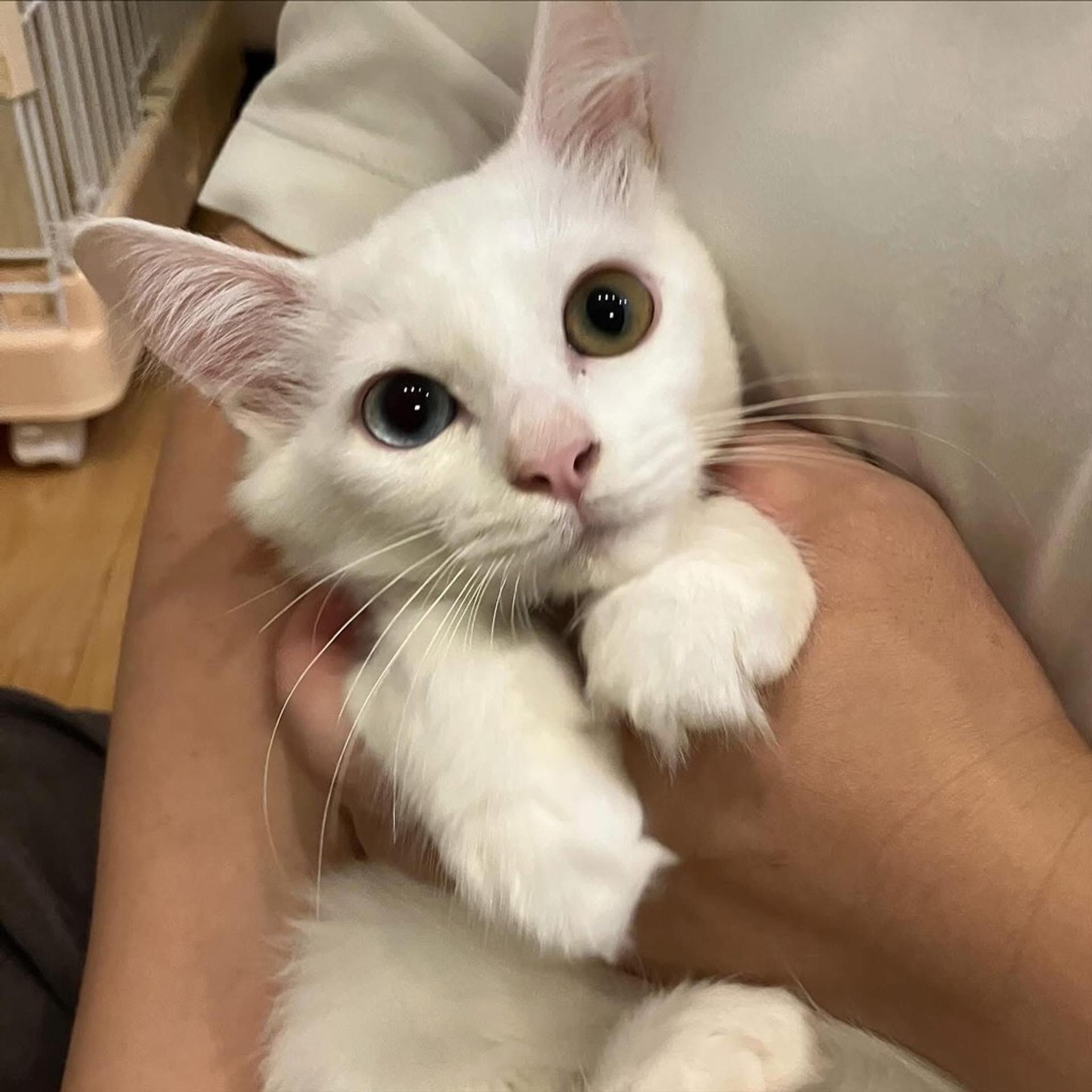 pet-image-2