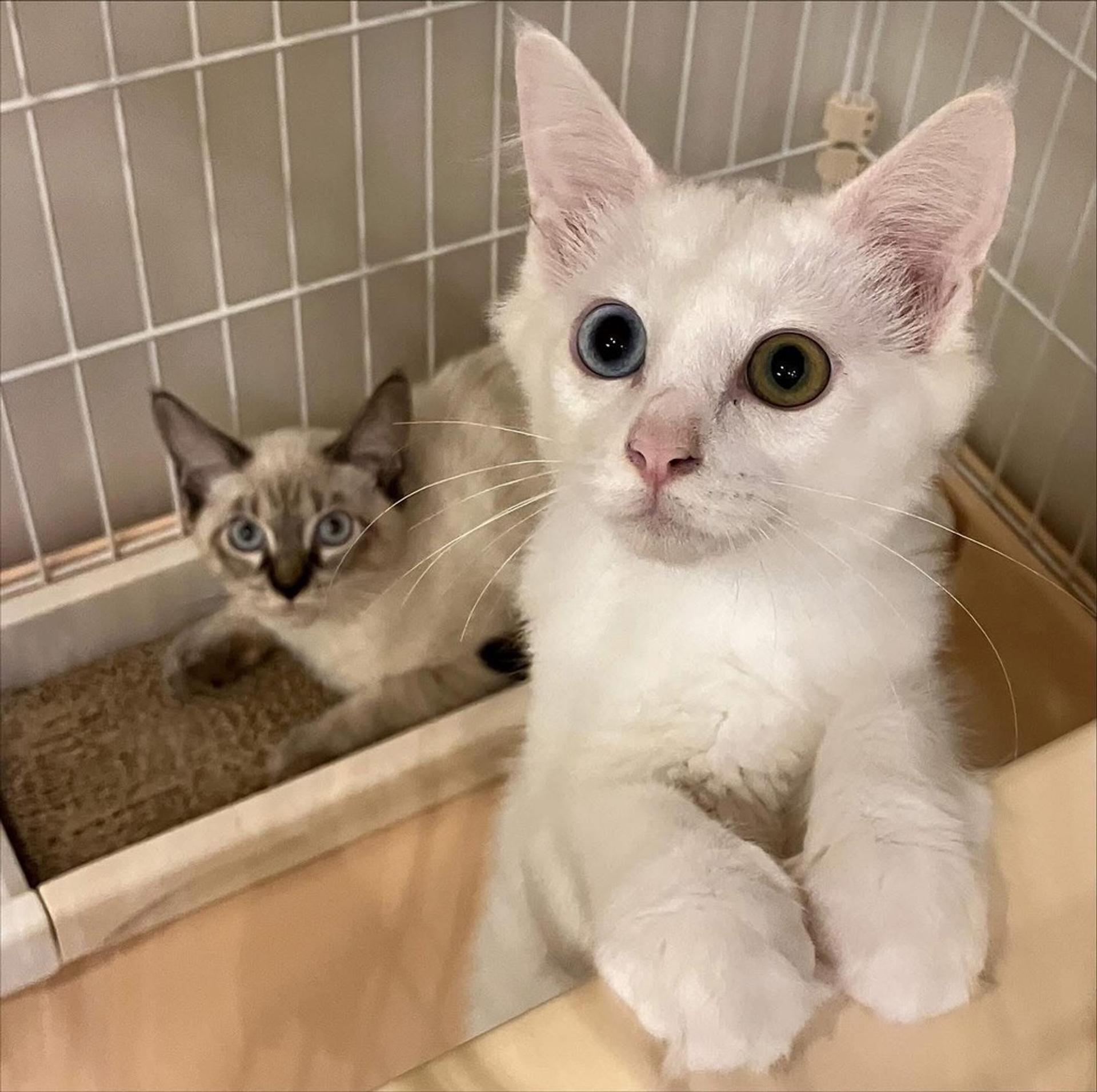 pet-image-4