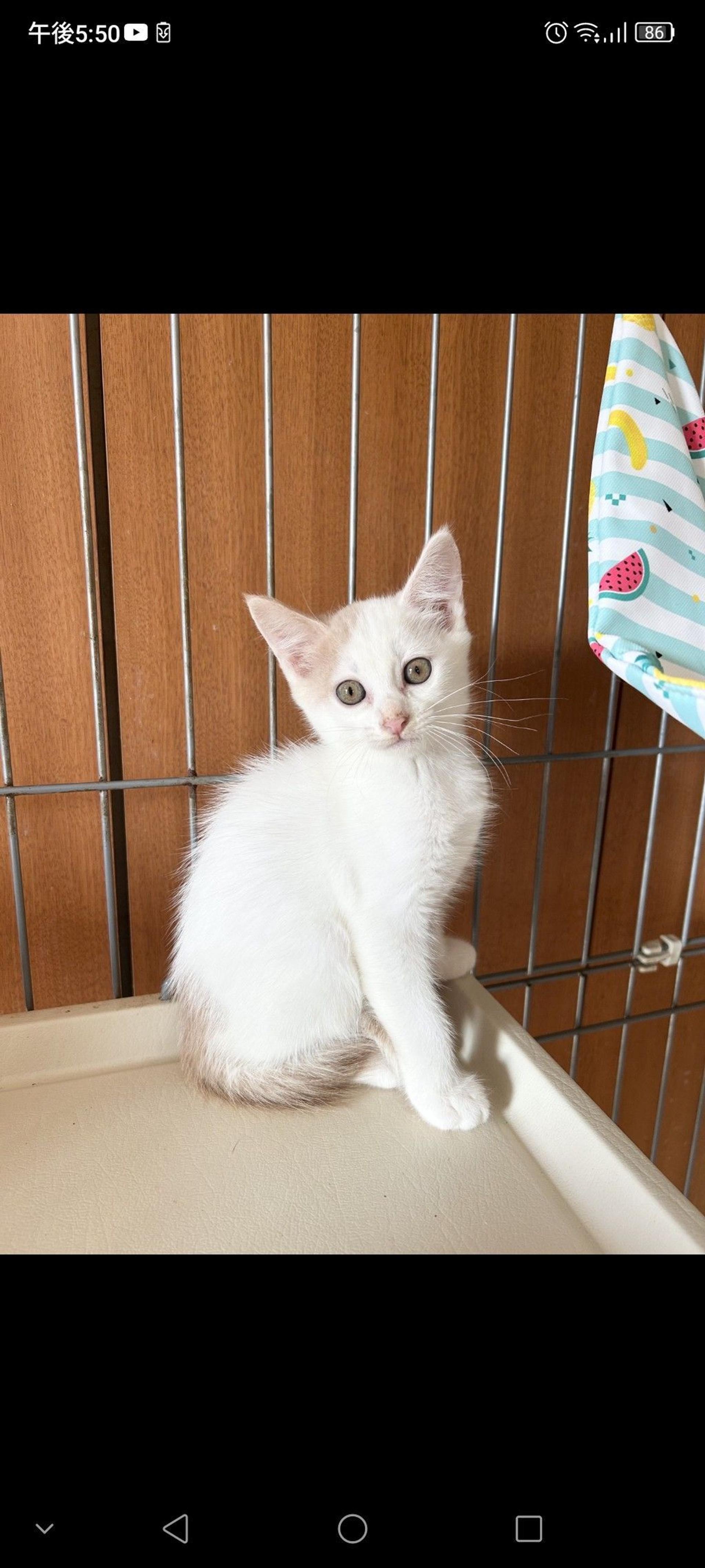 pet-image-3