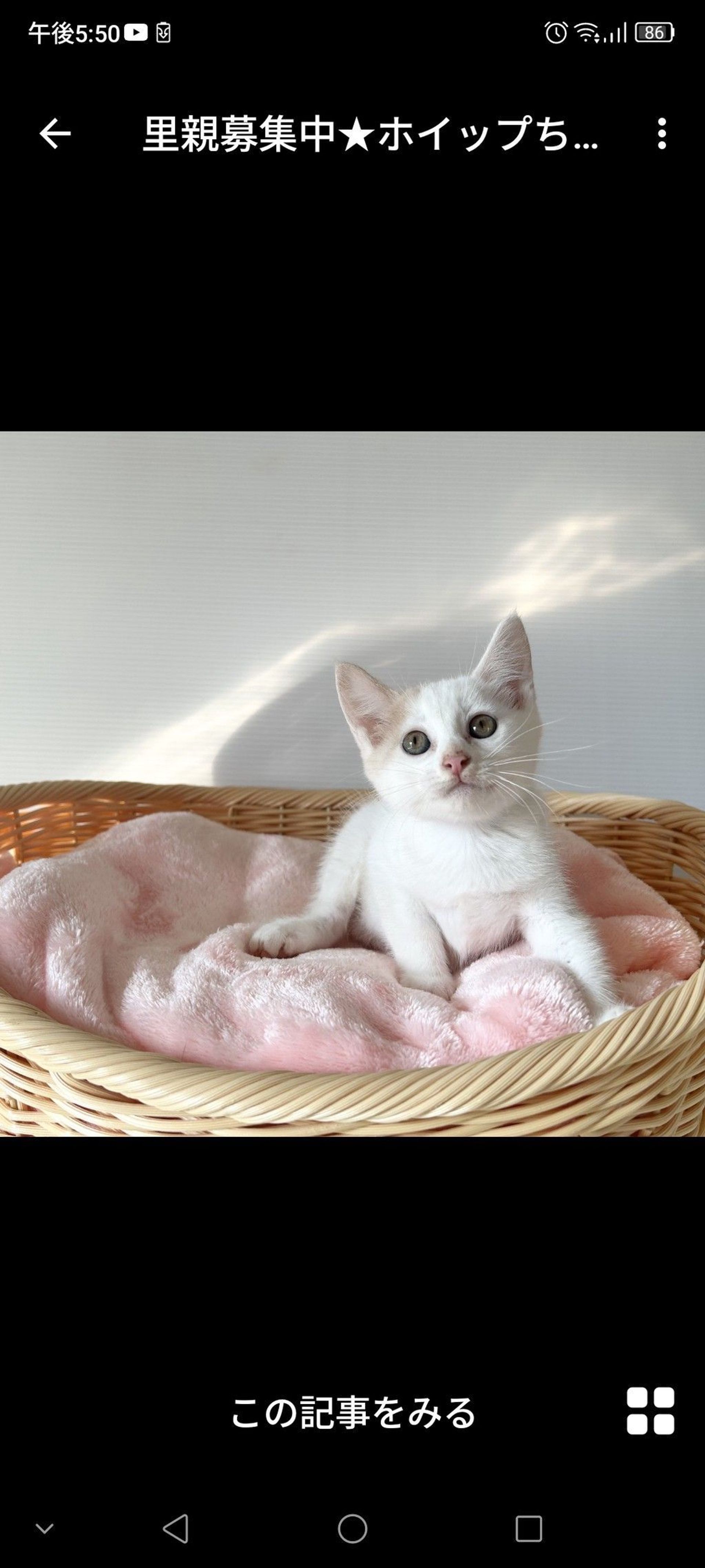 雑種（ミックス猫）・メスの里親募集の写真