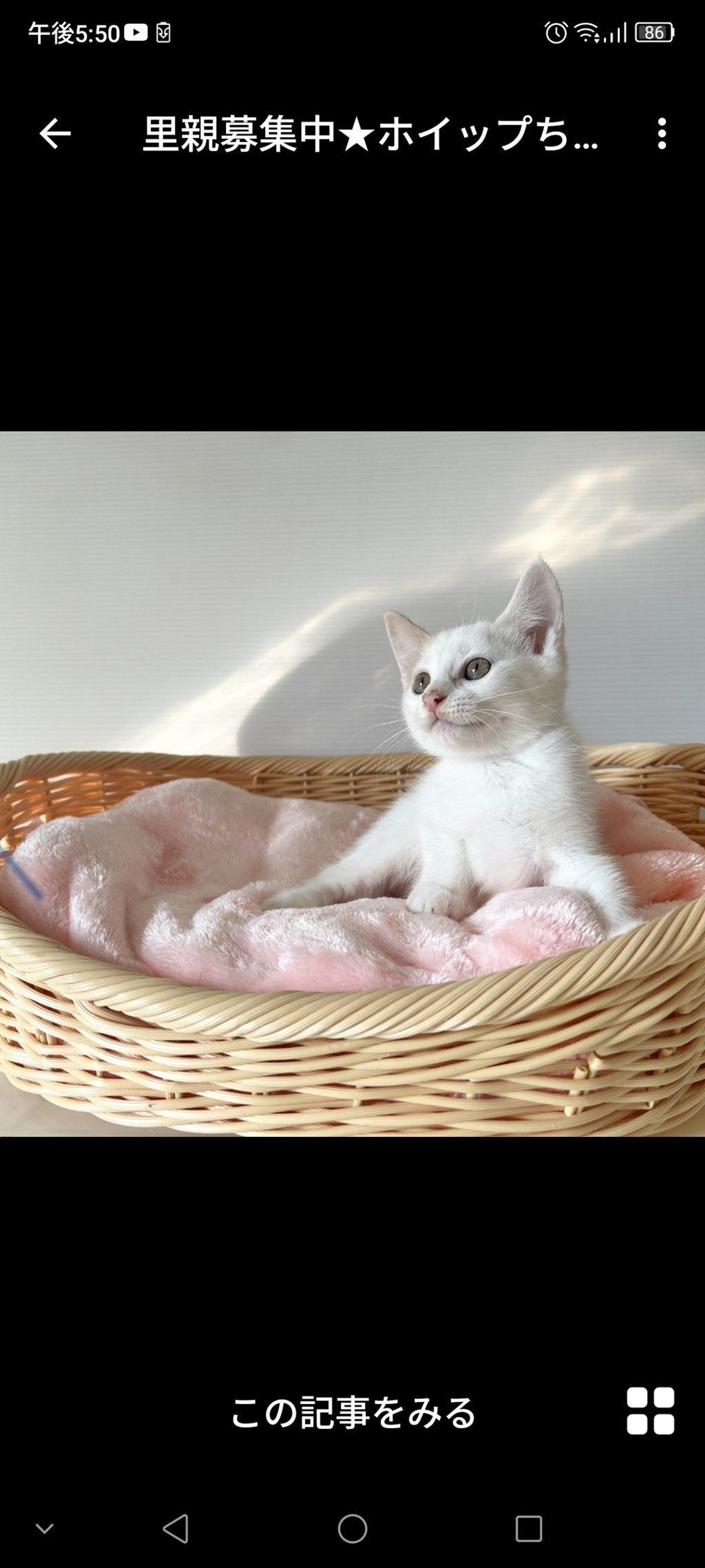 pet-image-2