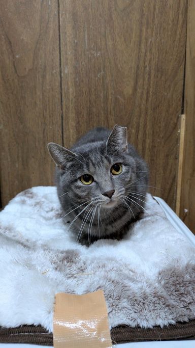 雑種（ミックス猫）・メスの里親募集の写真