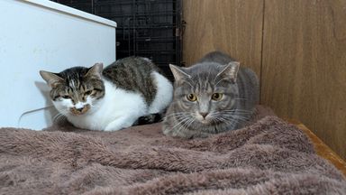 雑種（ミックス猫）・メスの里親募集の写真