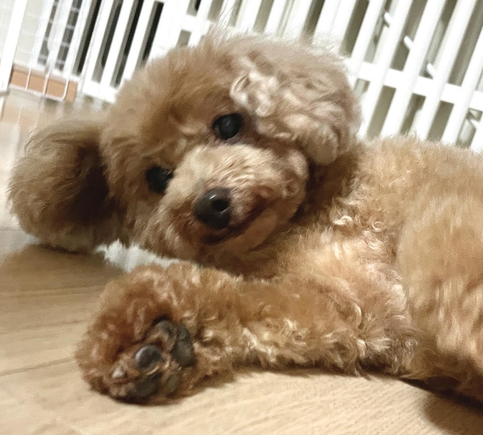 pet-image-3