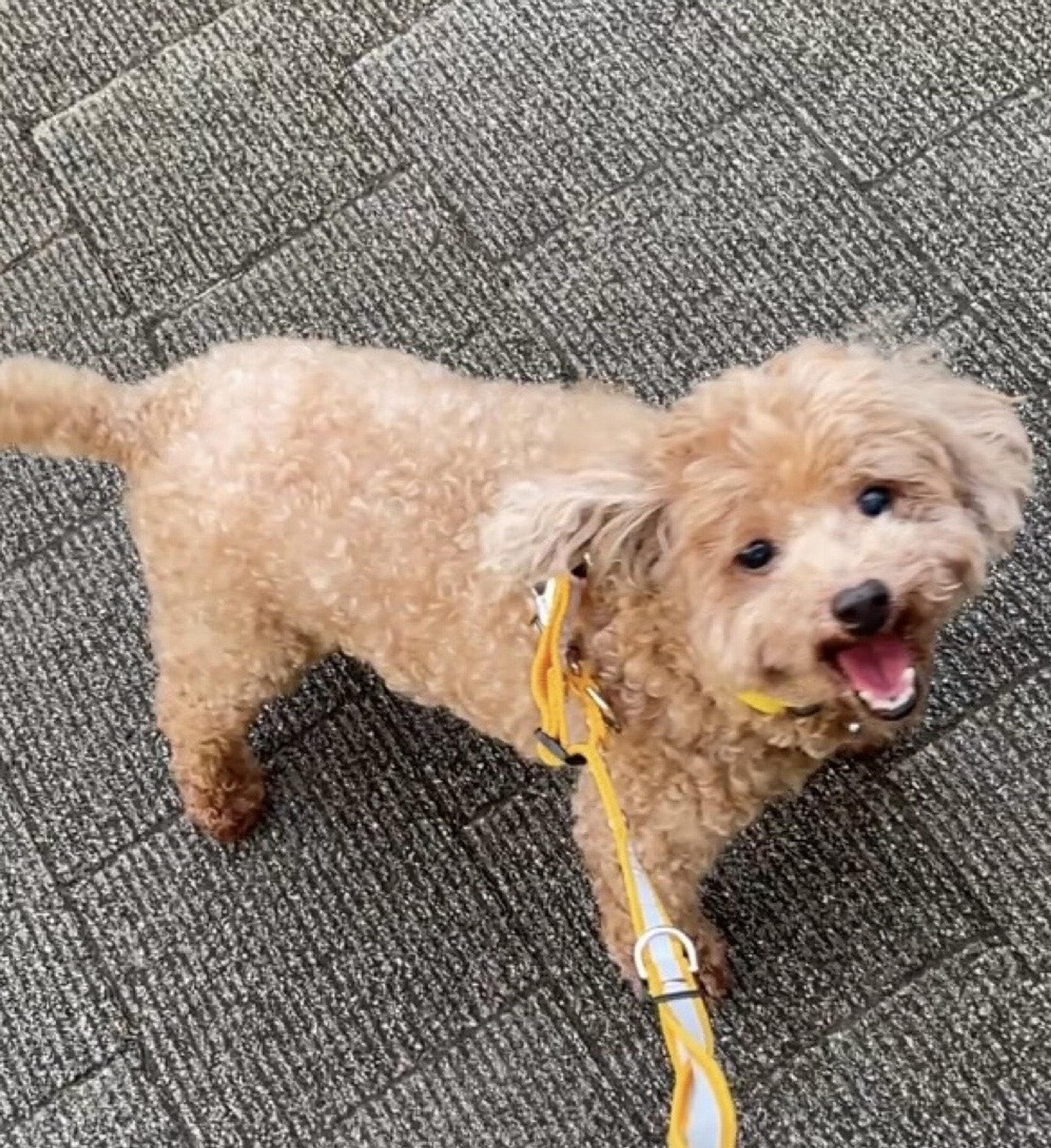 pet-image-6