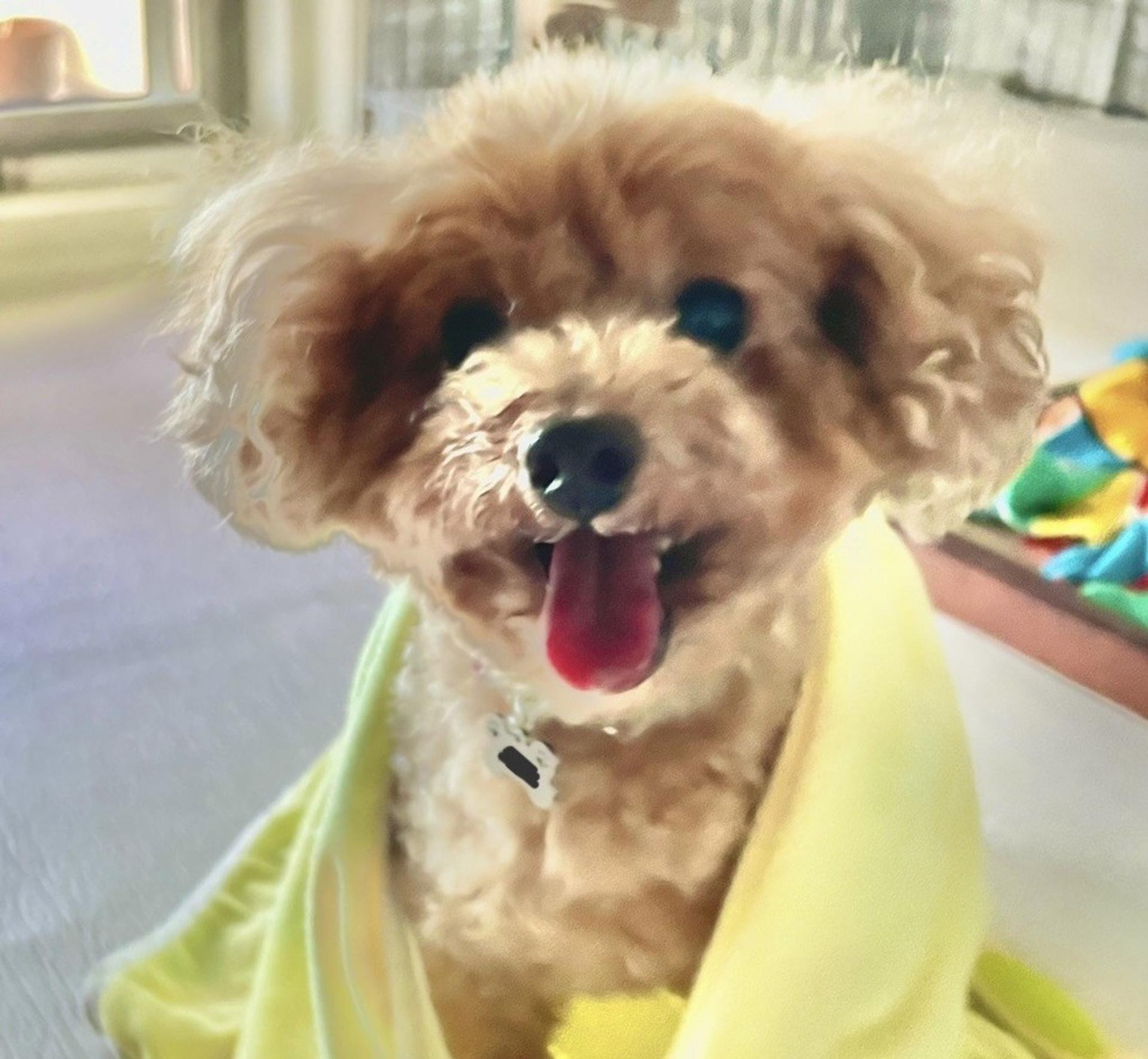 pet-image-7