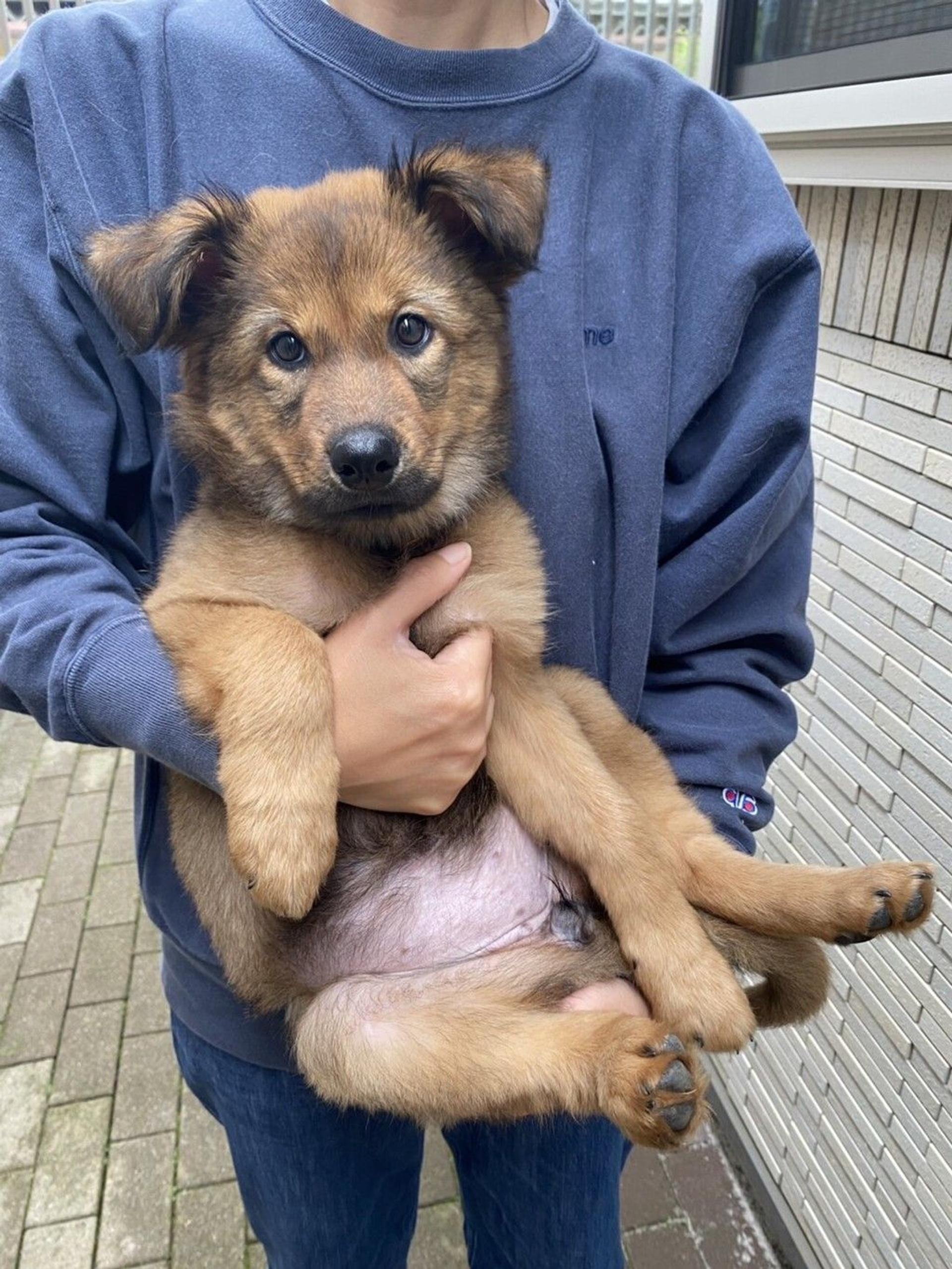 pet-image-2