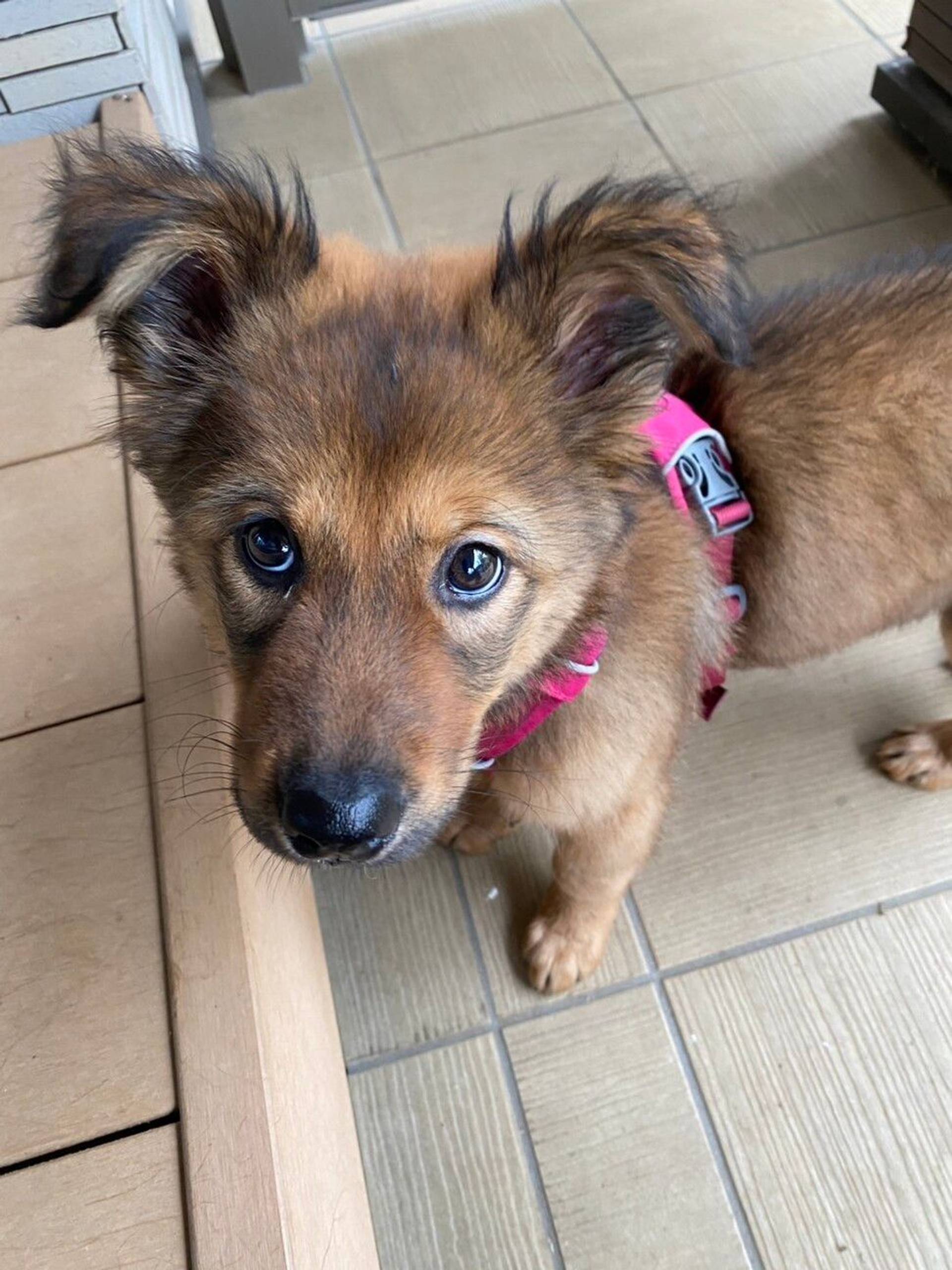 雑種（ミックス犬）・メスの里親募集の写真