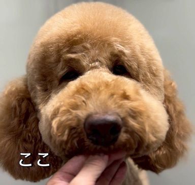 ここ