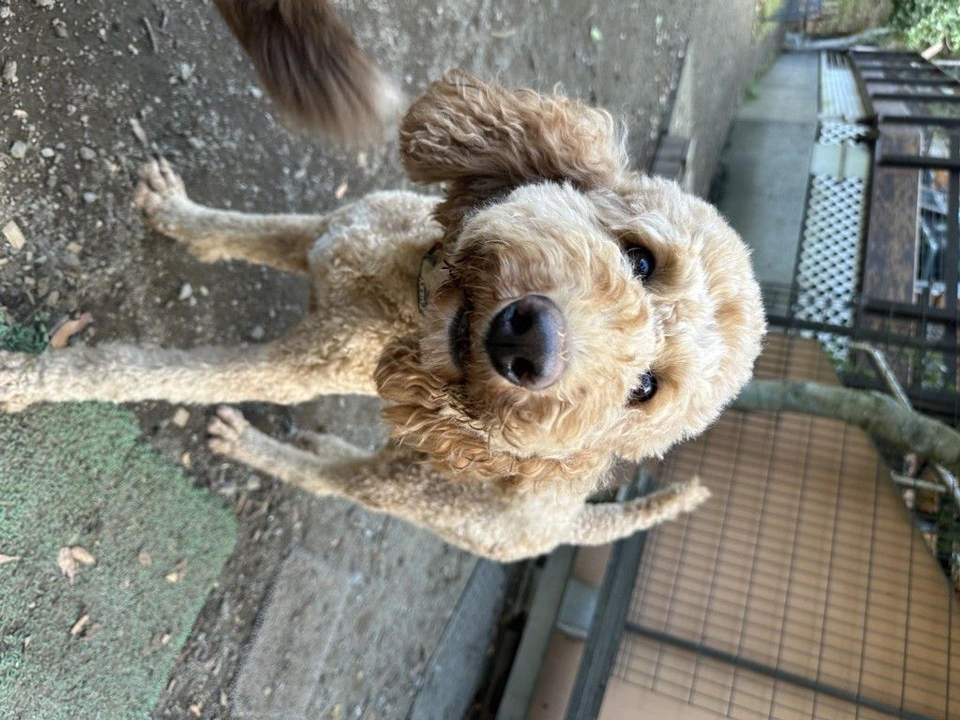 pet-image-3