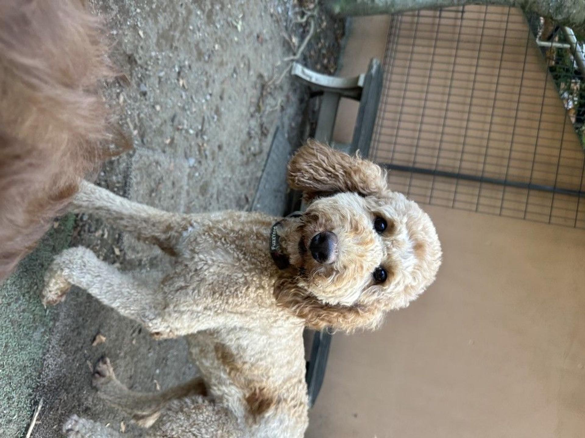 pet-image-4