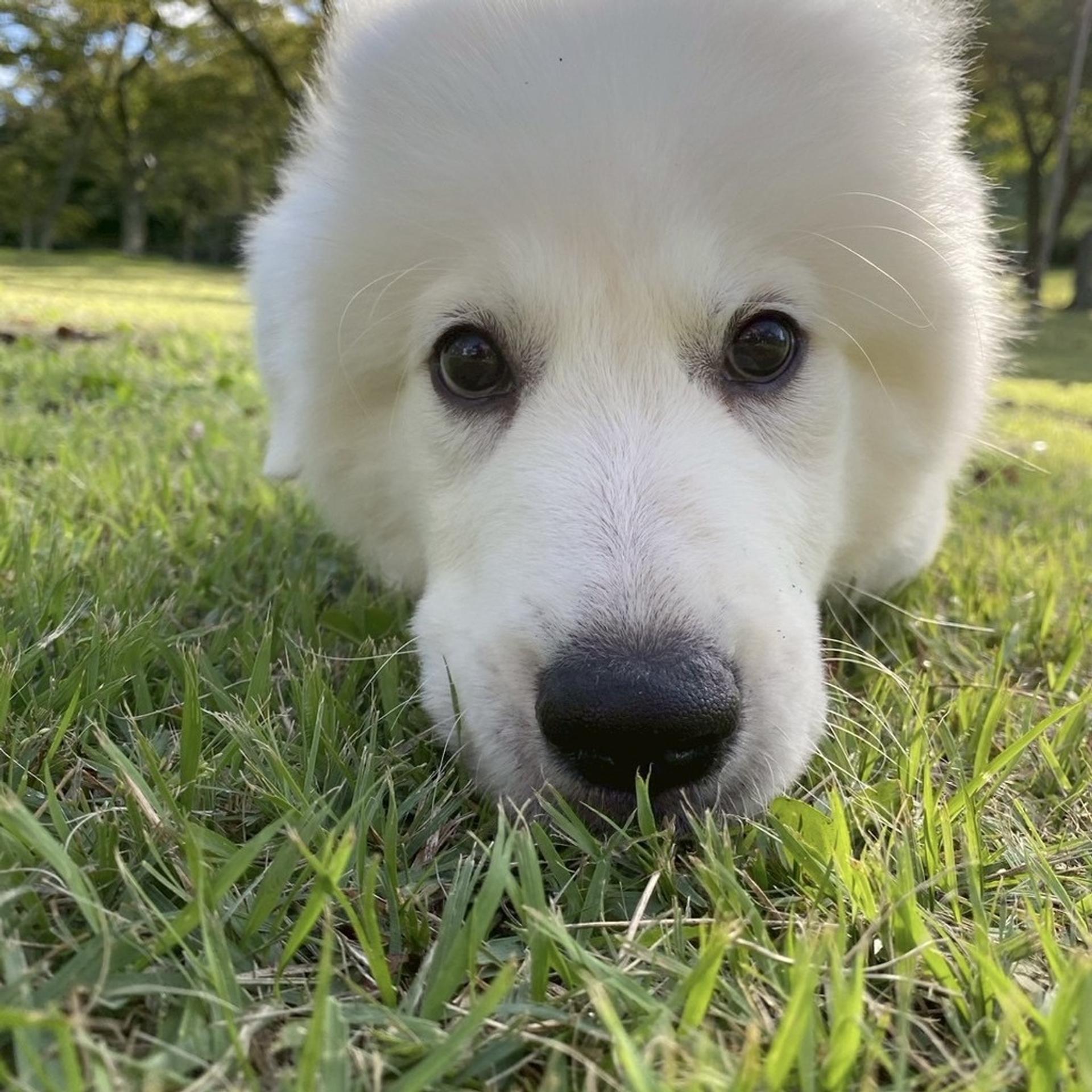 pet-image-2