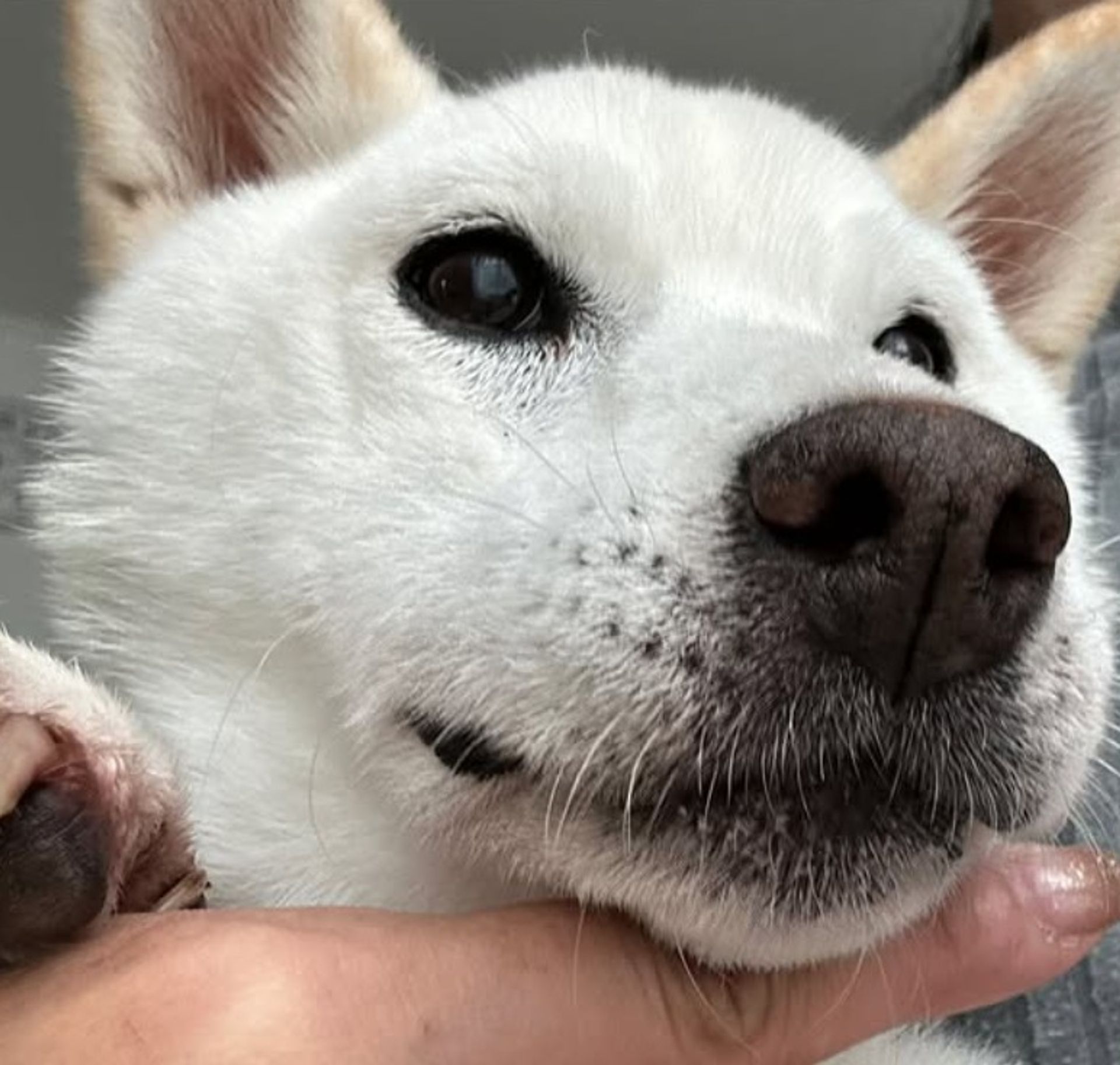 柴犬・メスの里親募集の写真
