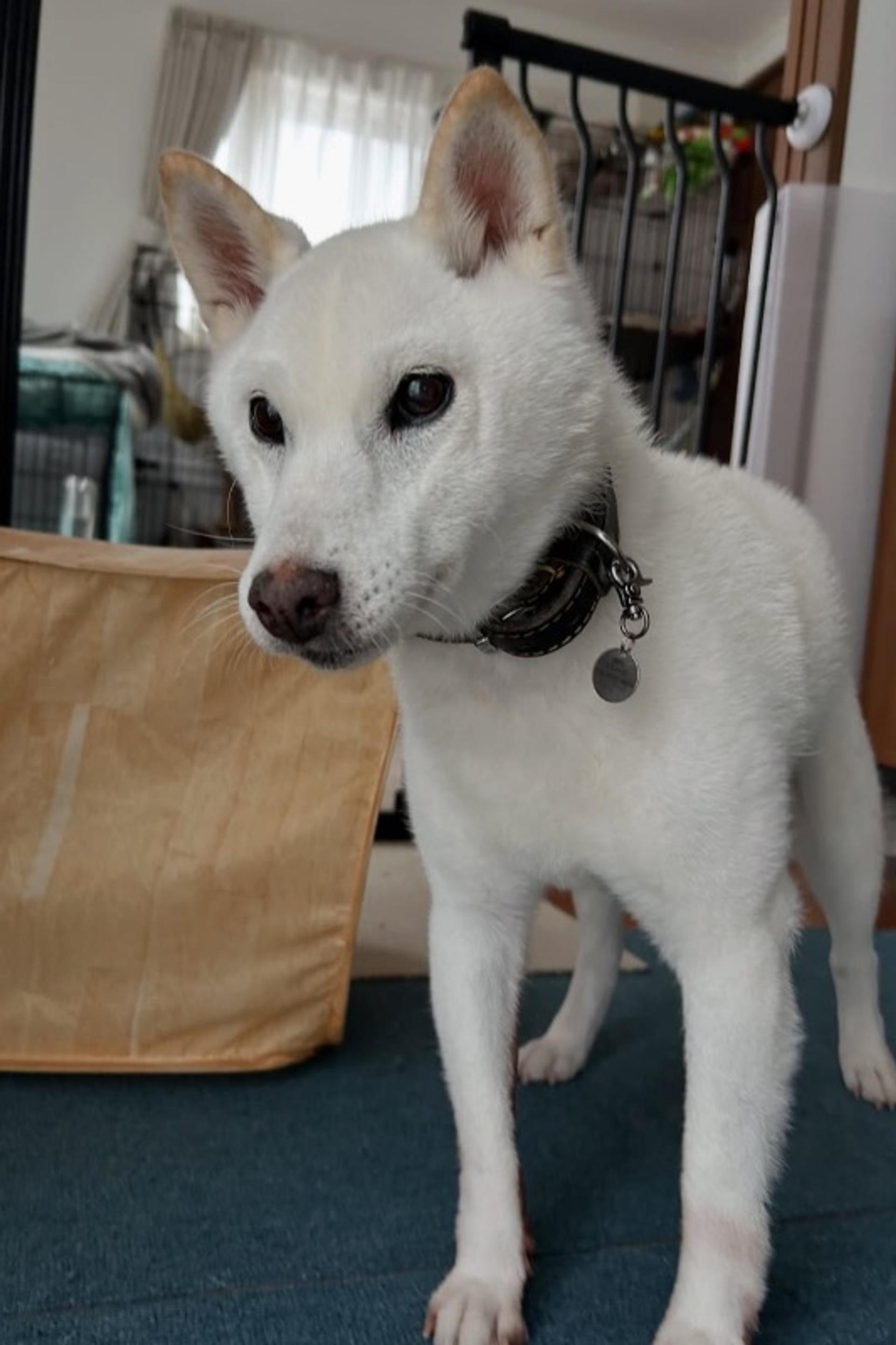 pet-image-2