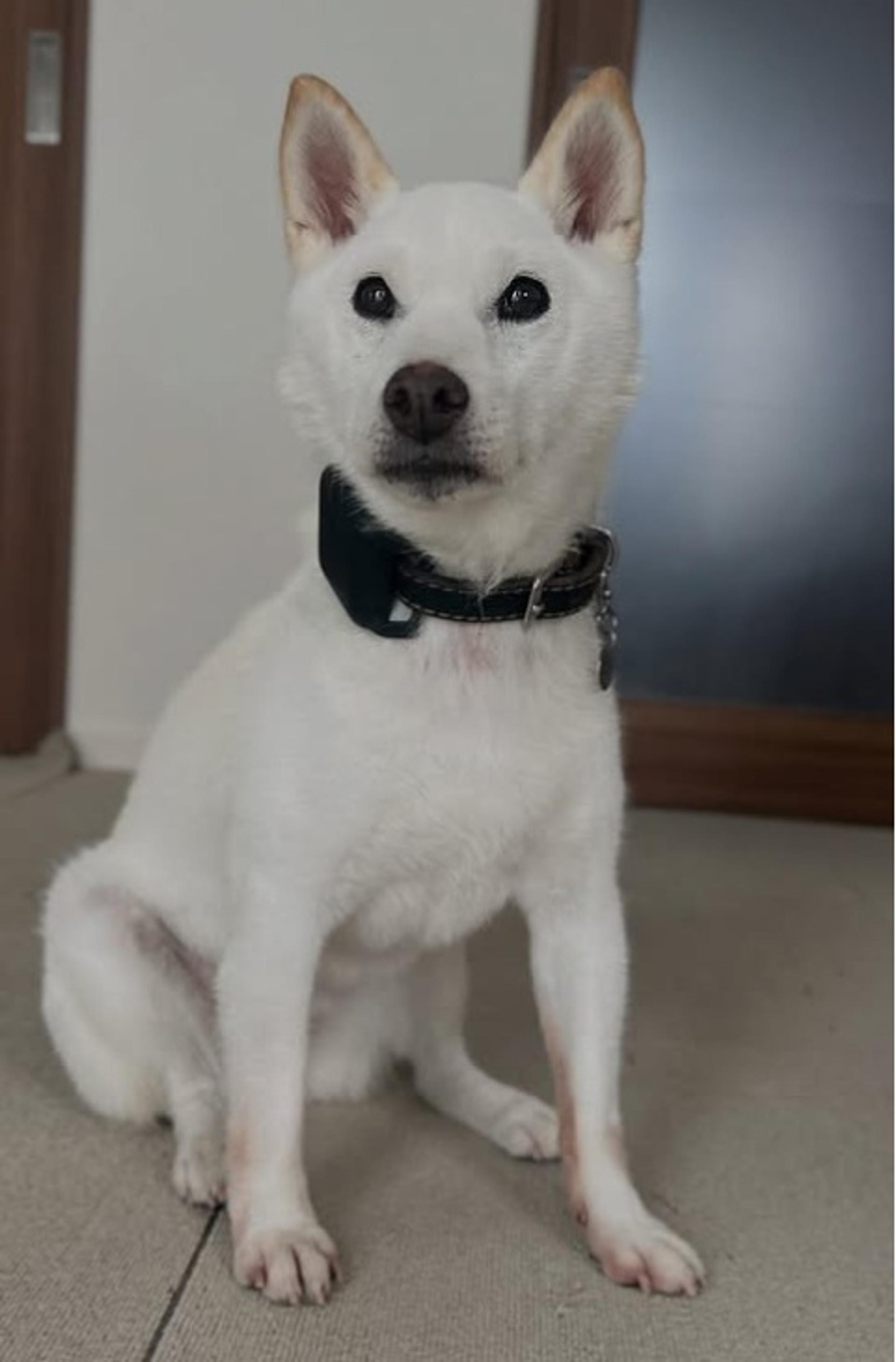 pet-image-4
