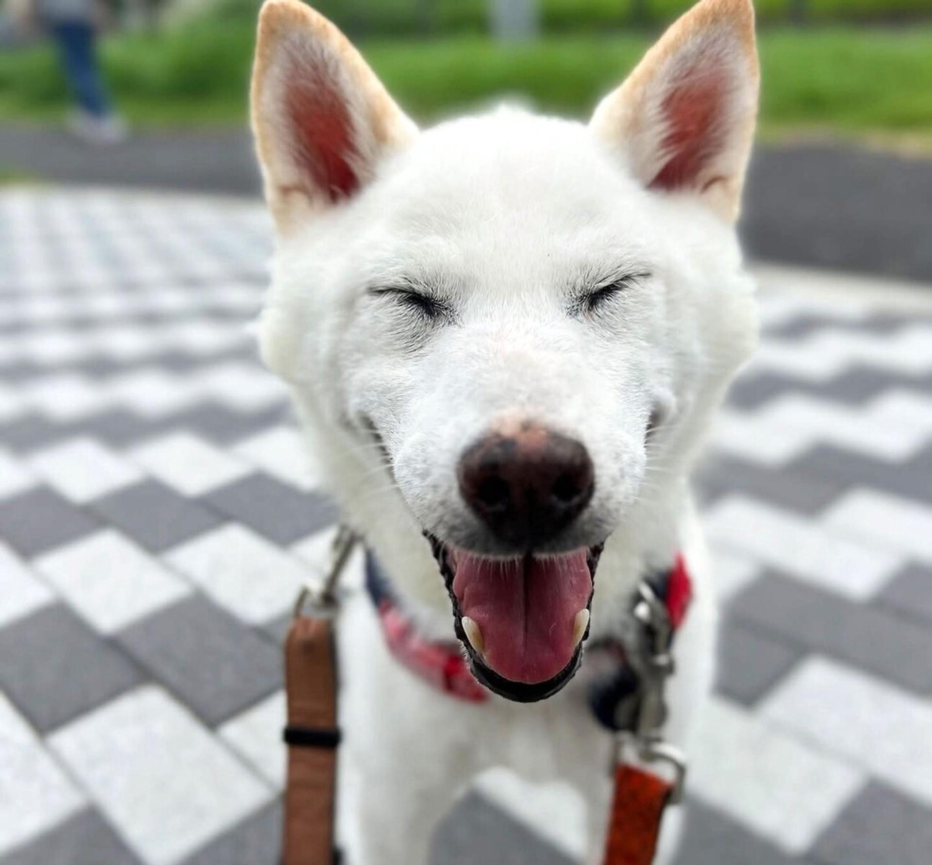pet-image-5