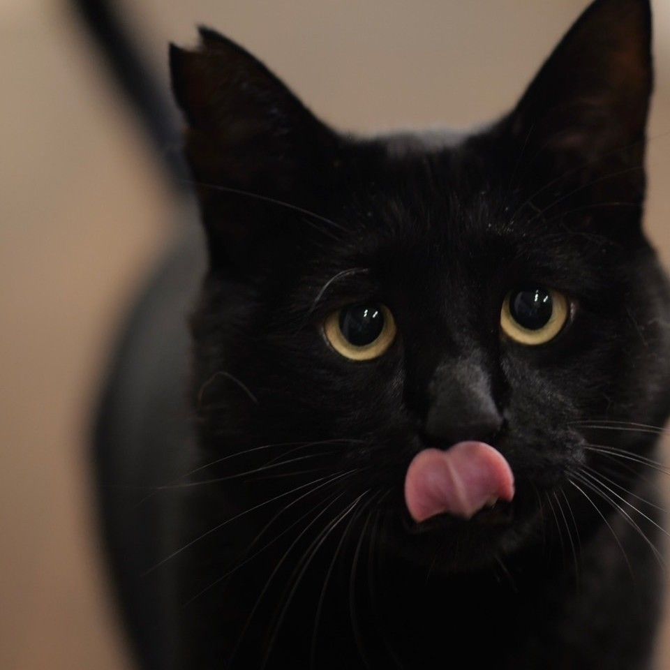 黒猫みんと様 黒猫ミント様 CC2_mint_1000x.jpg?v=1663253674