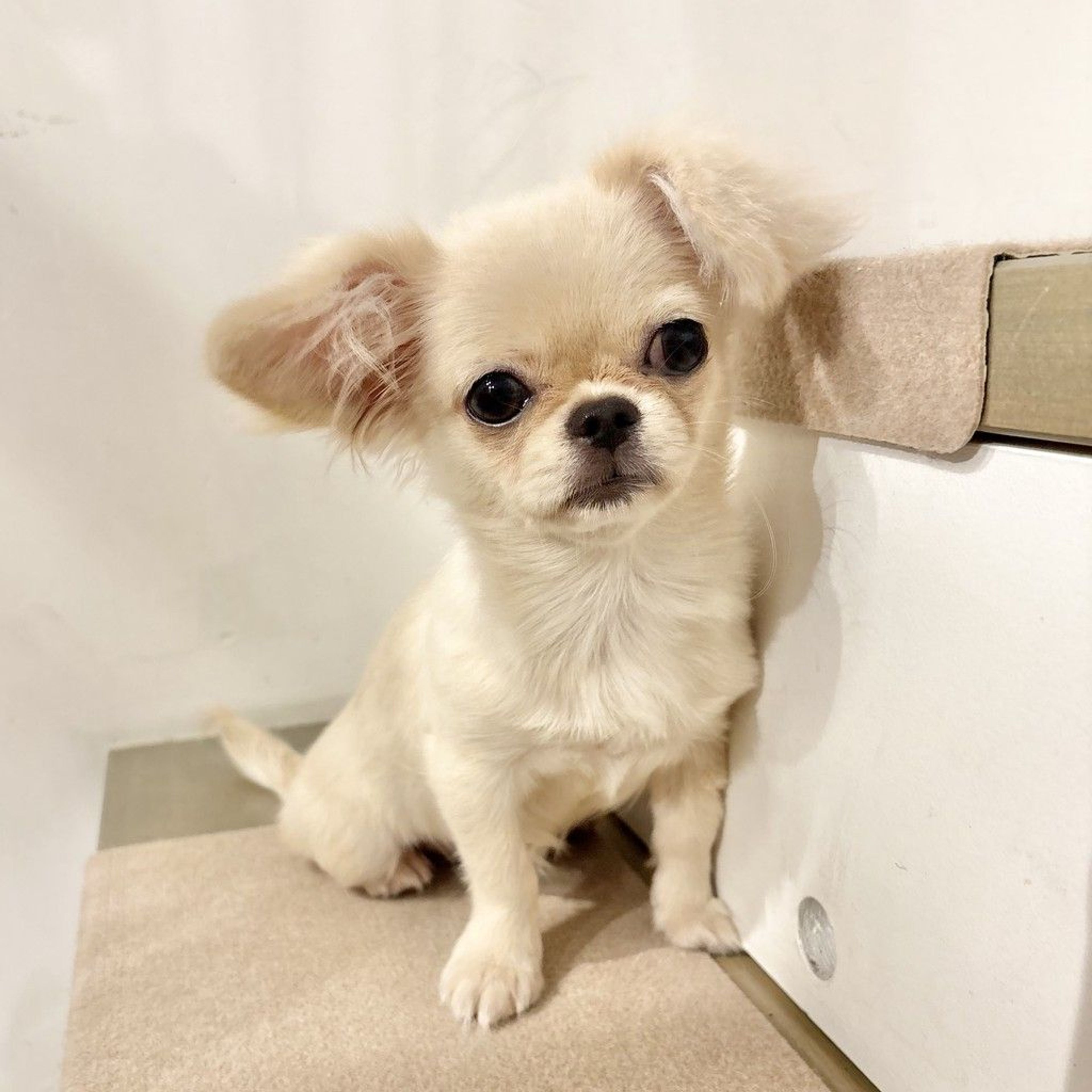 pet-image-2