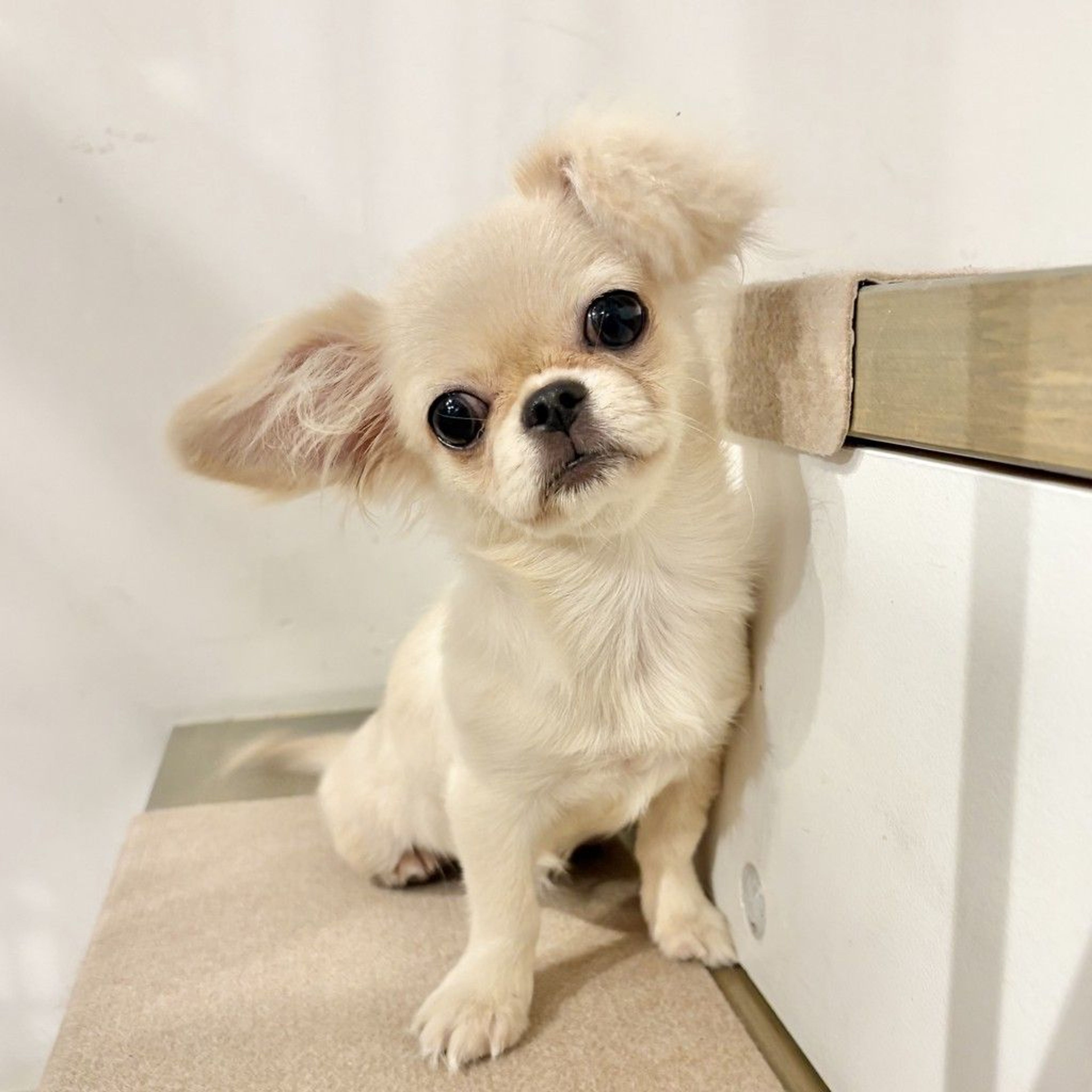 雑種（ミックス犬）・メスの里親募集の写真