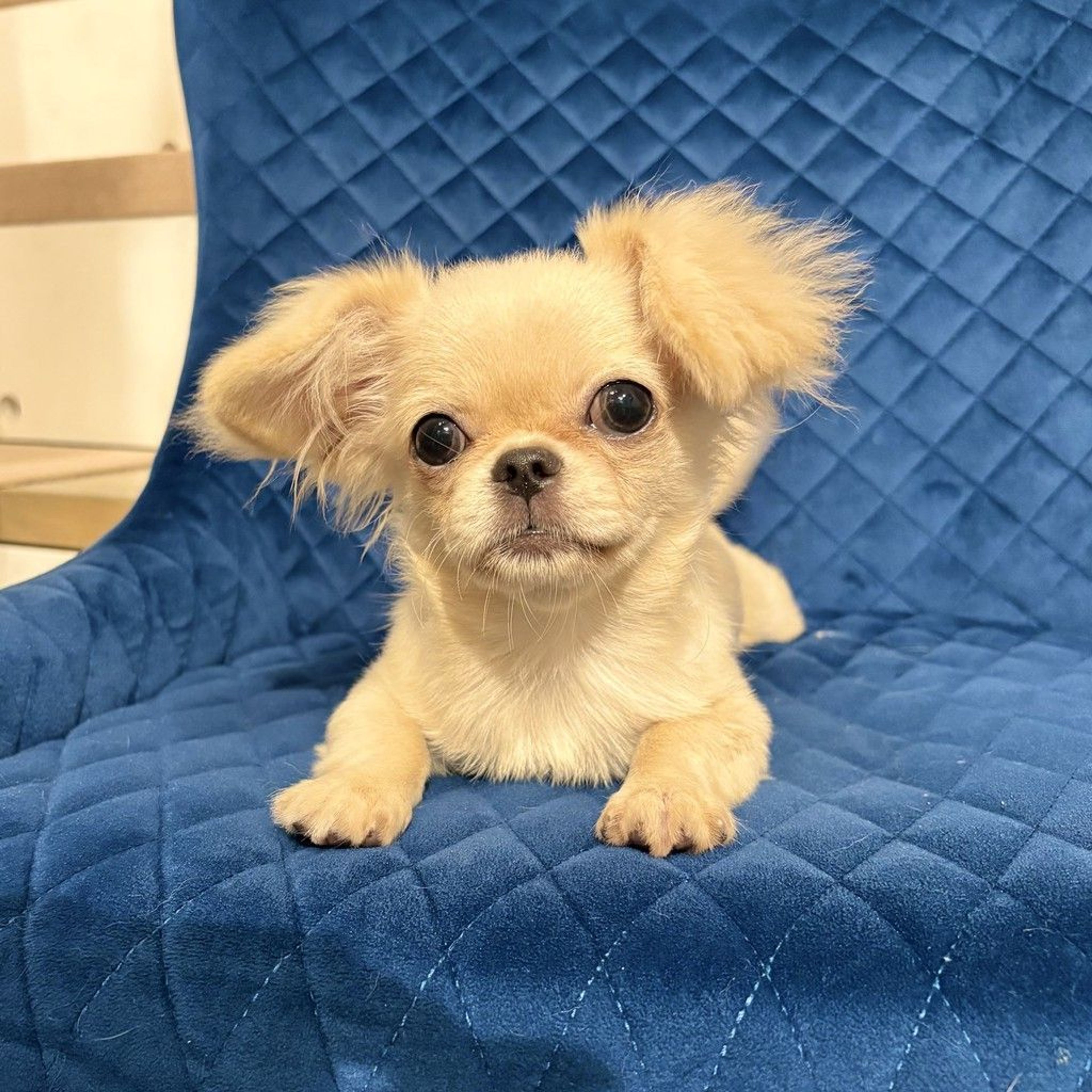 pet-image-7