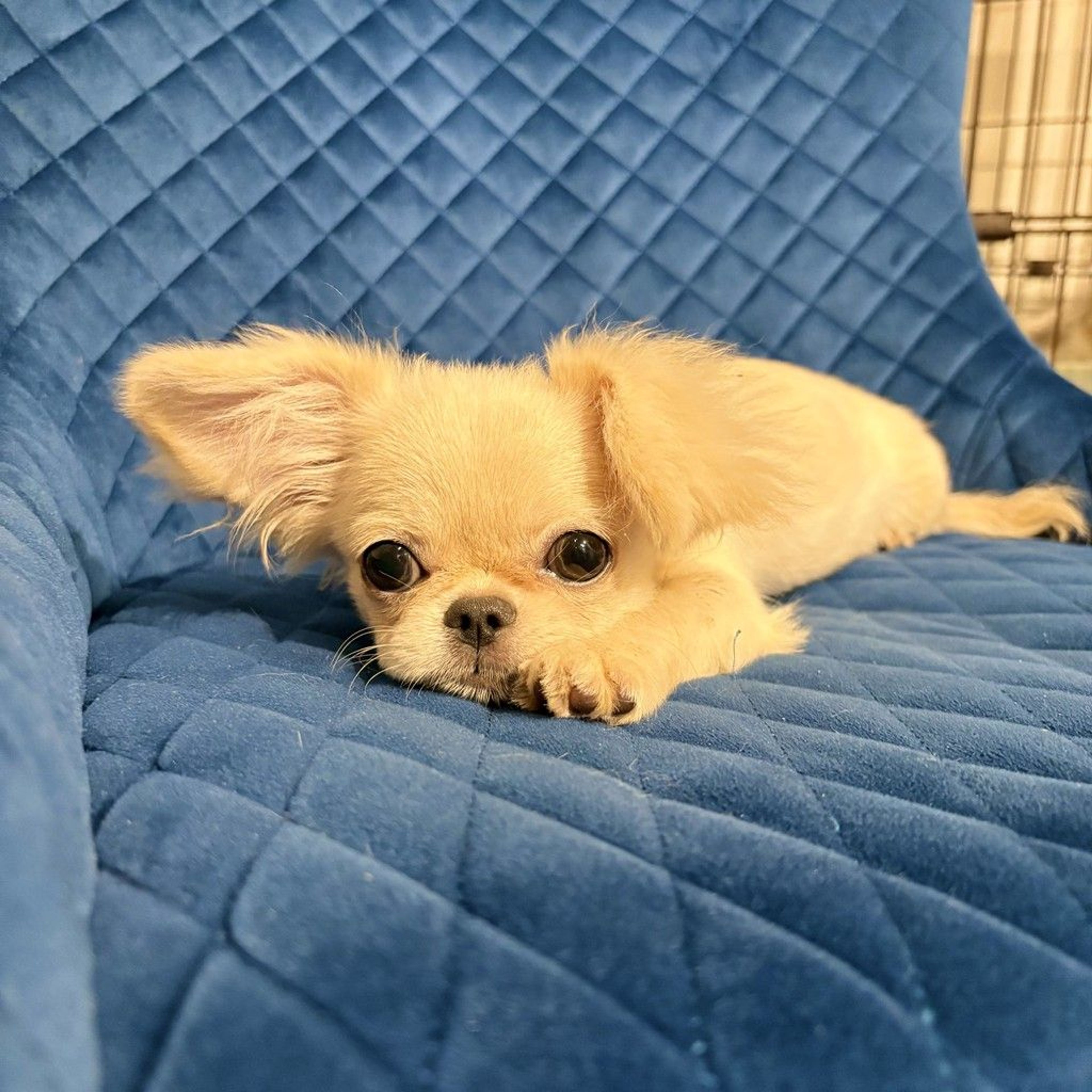 pet-image-6