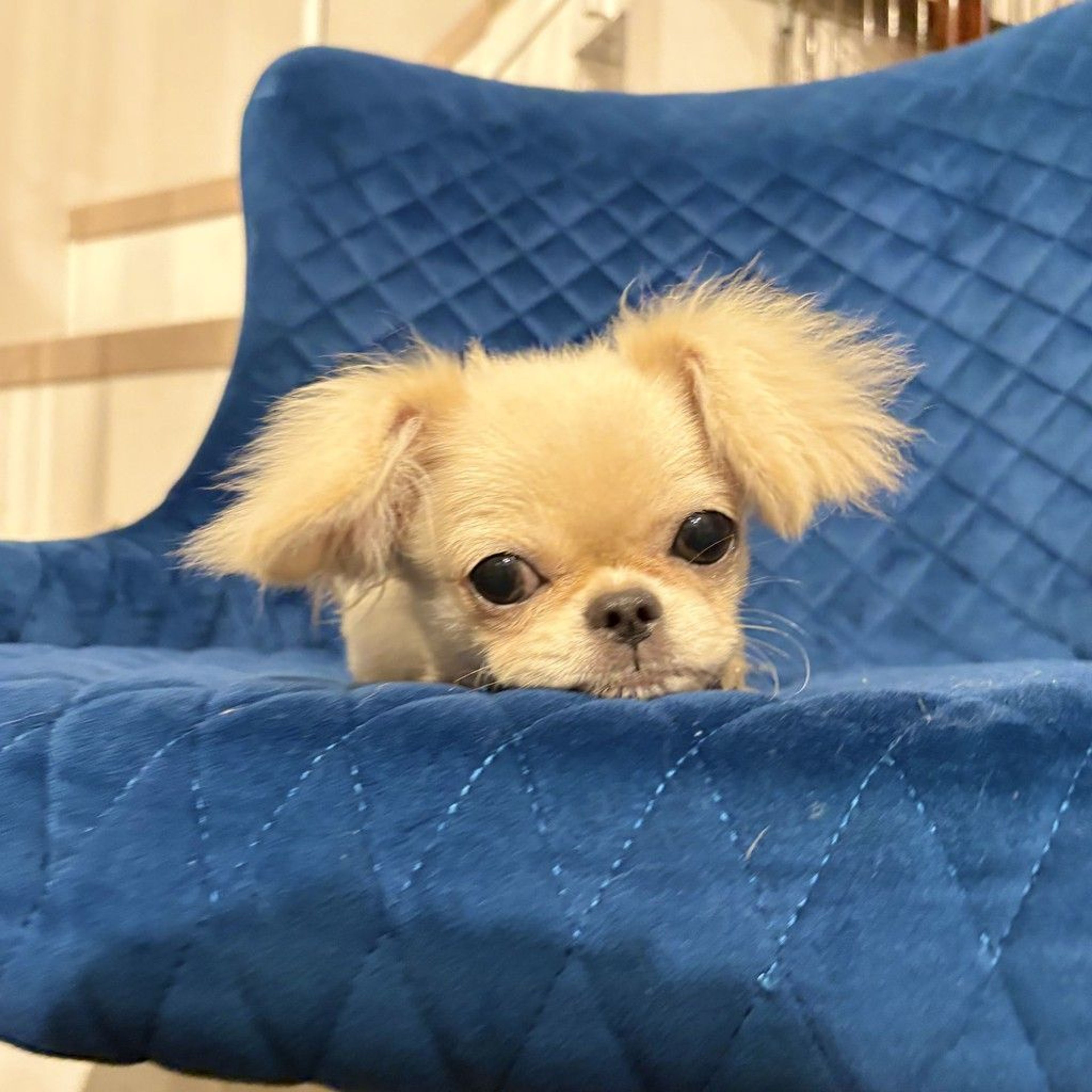 pet-image-8