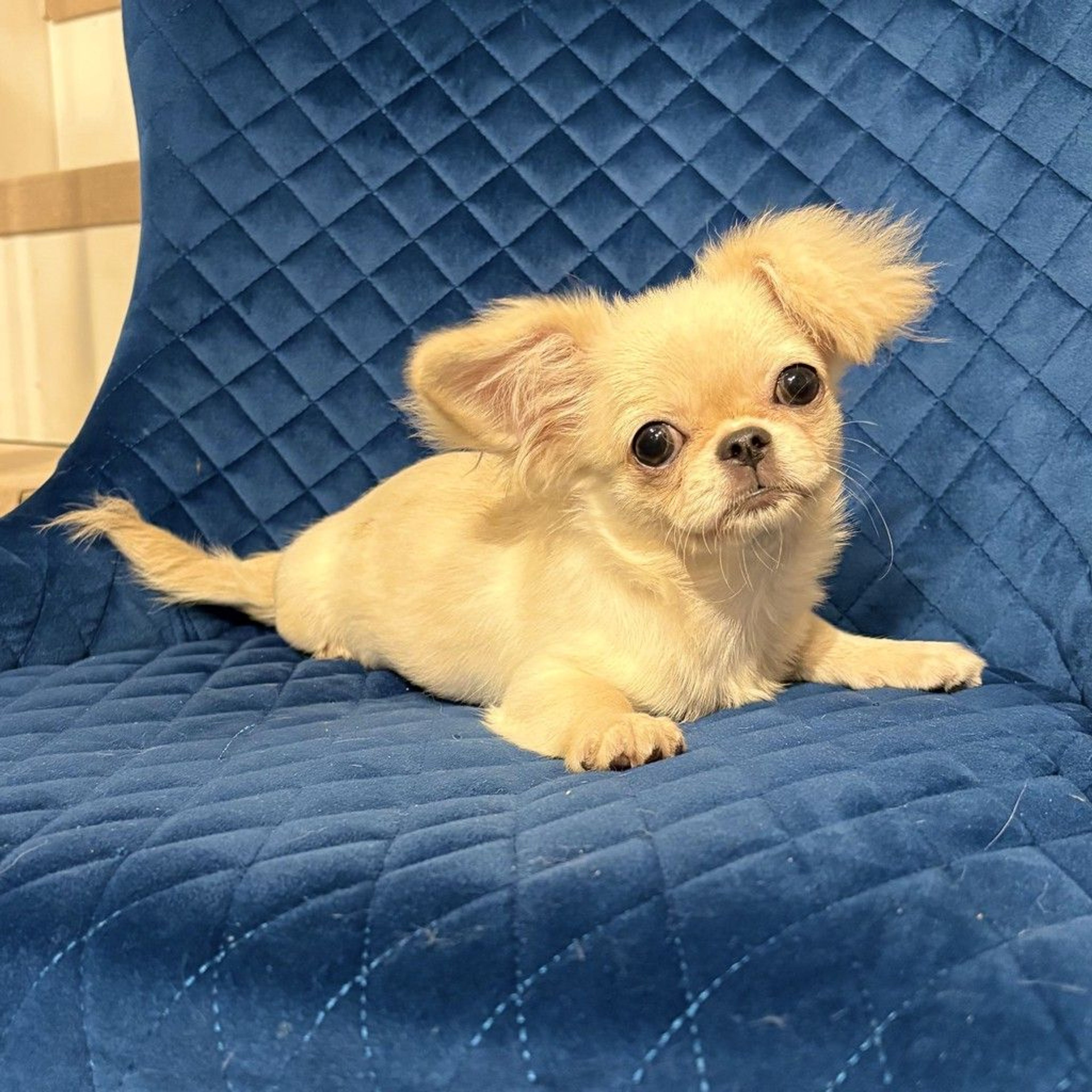 pet-image-5