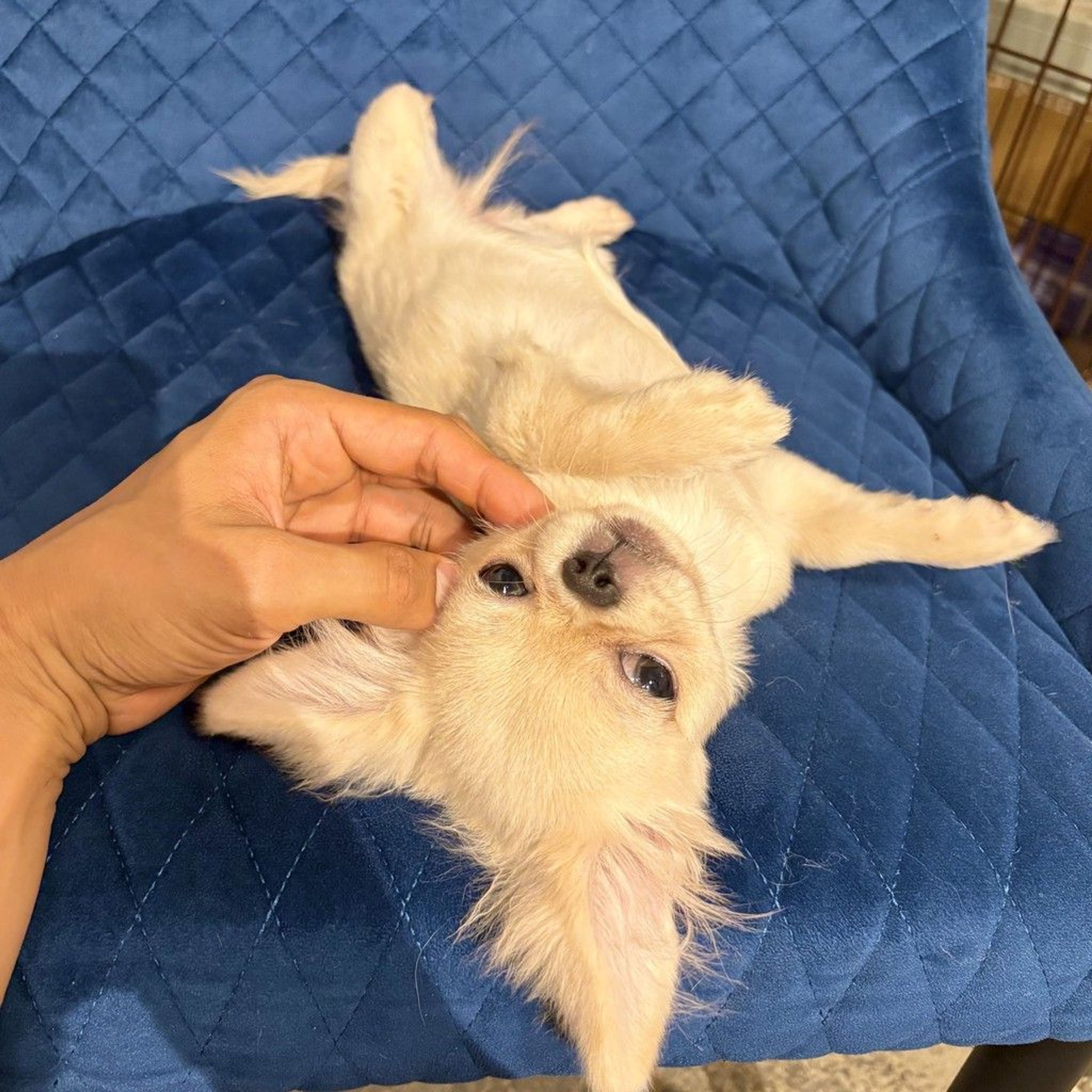 pet-image-3
