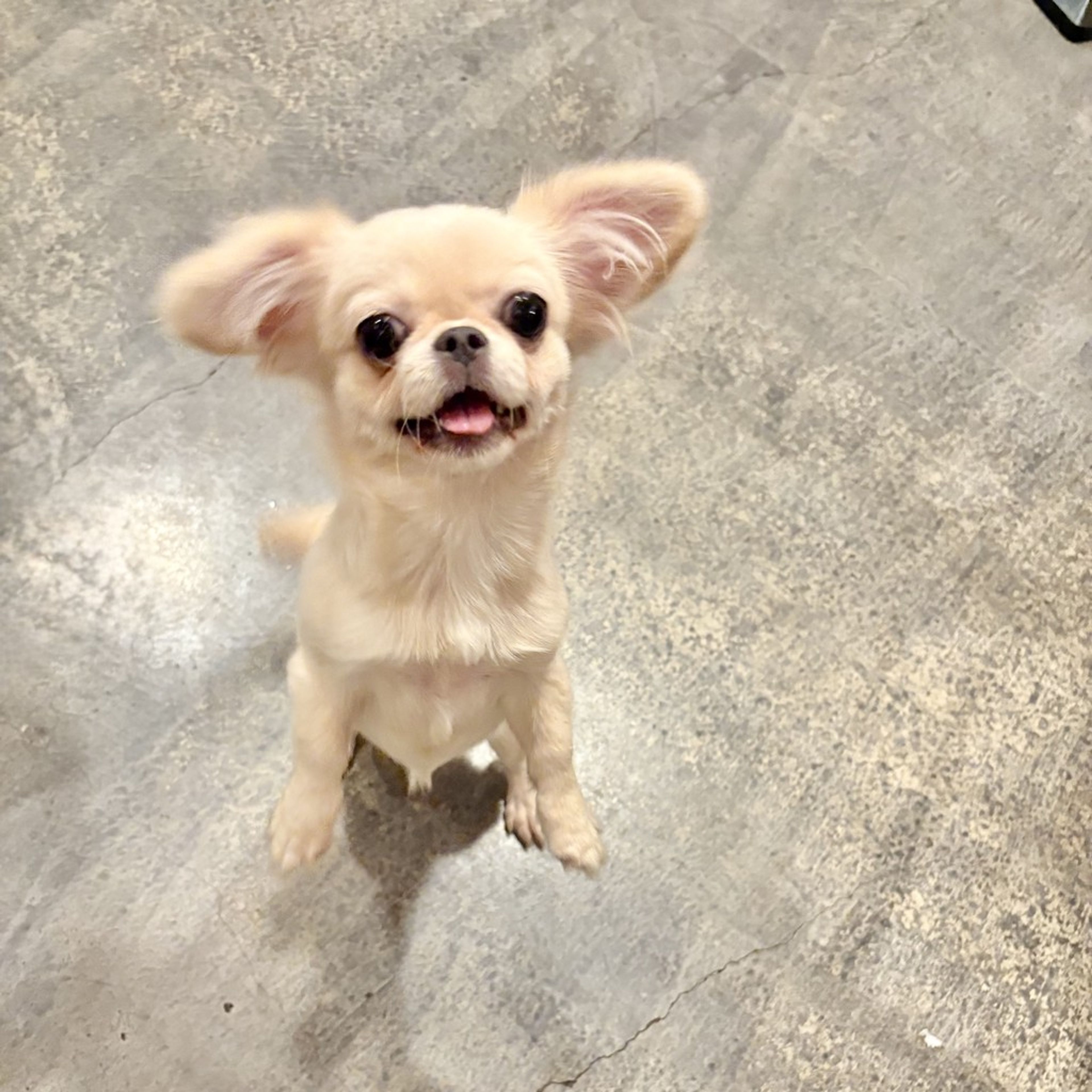 pet-image-9