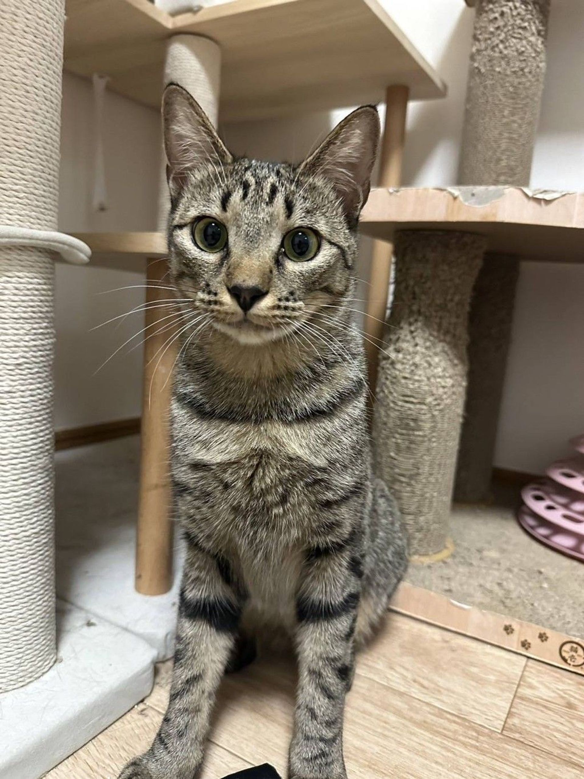 雑種（ミックス猫）・オスの里親募集の写真