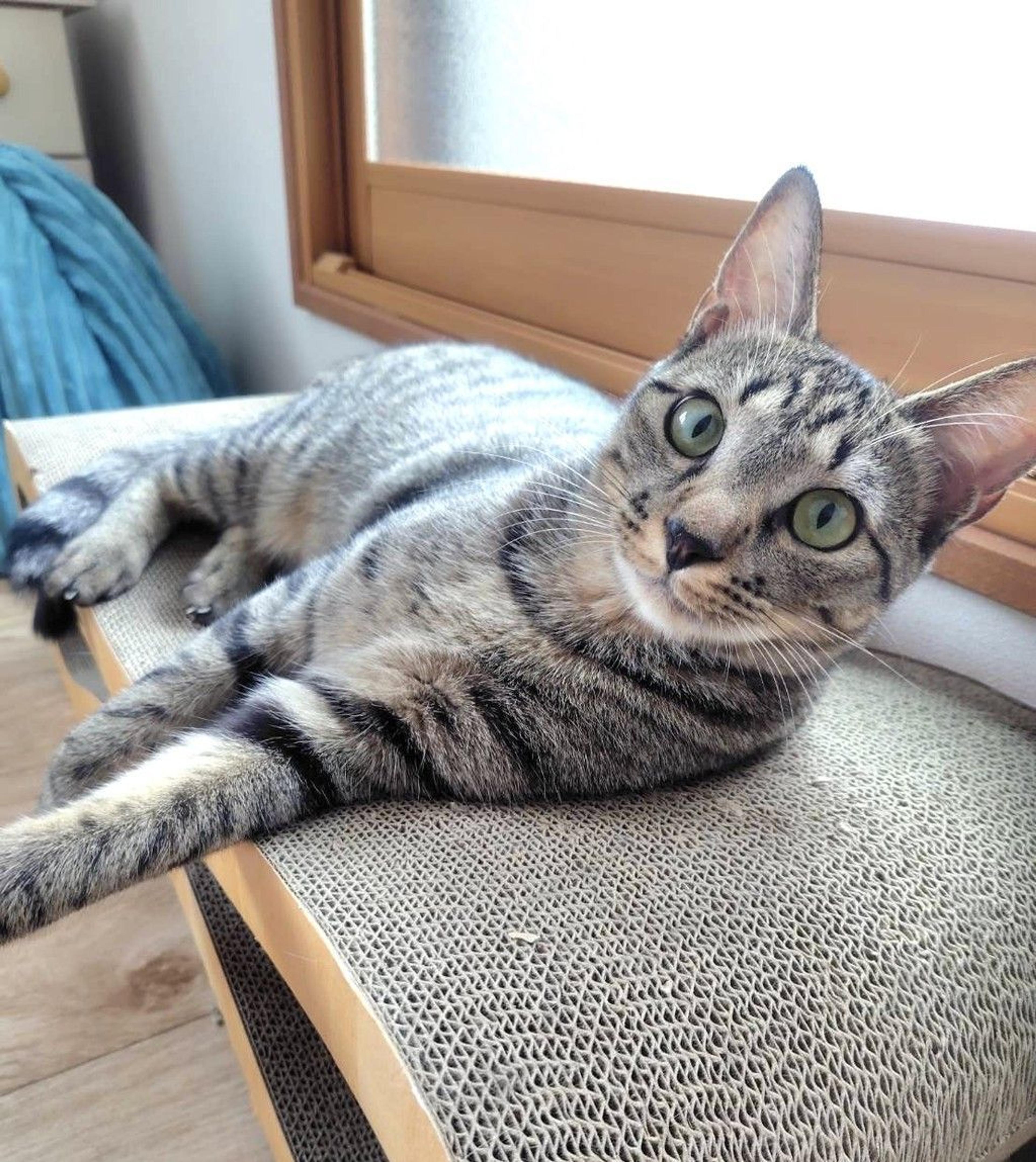 pet-image-3