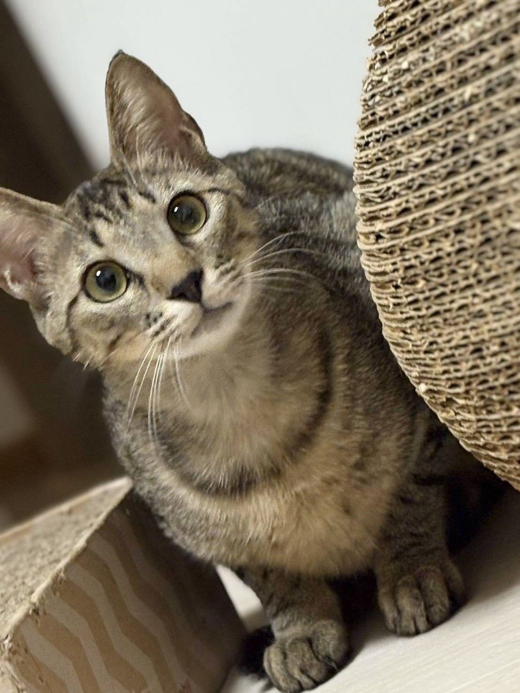 スラっと体型、イケにゃんの青葉くん | 雑種（ミックス猫