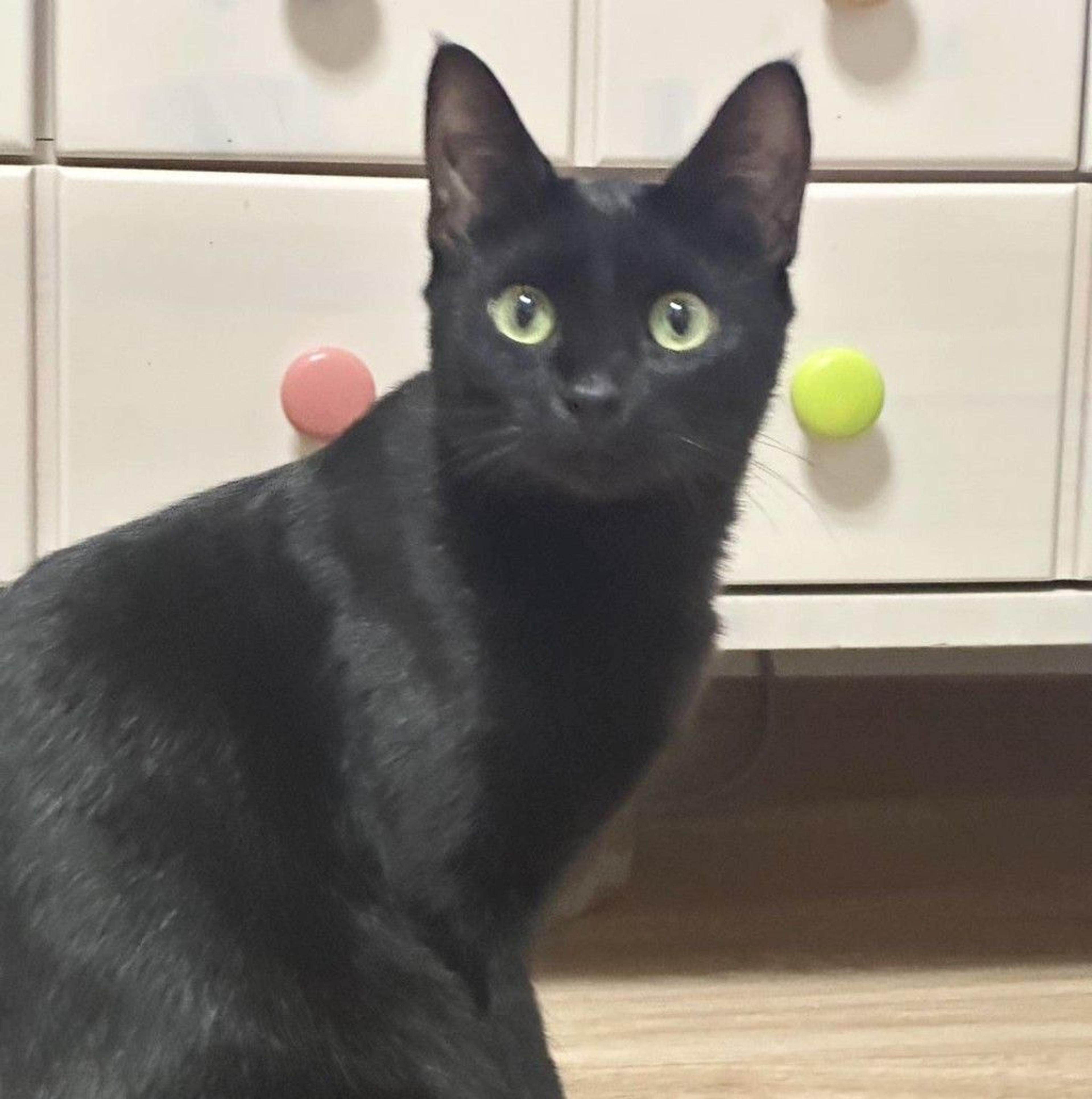 pet-image-2
