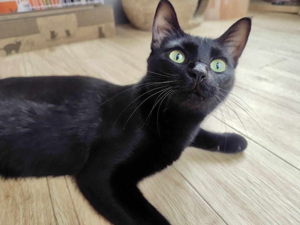 病み猫♡つぎはぎ猫♡黒 保護黒猫 ロコちゃん on X: 