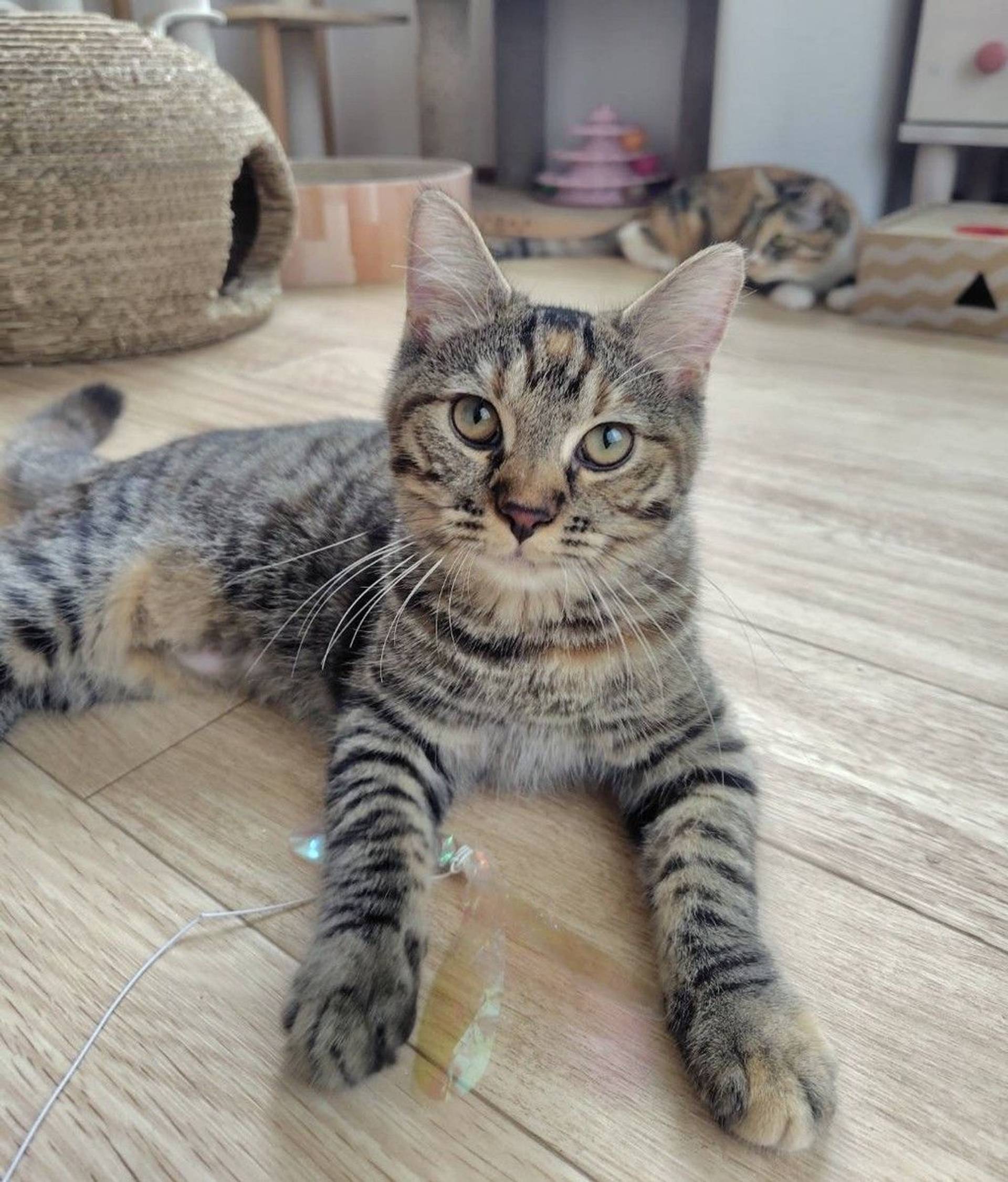 雑種（ミックス猫）・メスの里親募集の写真