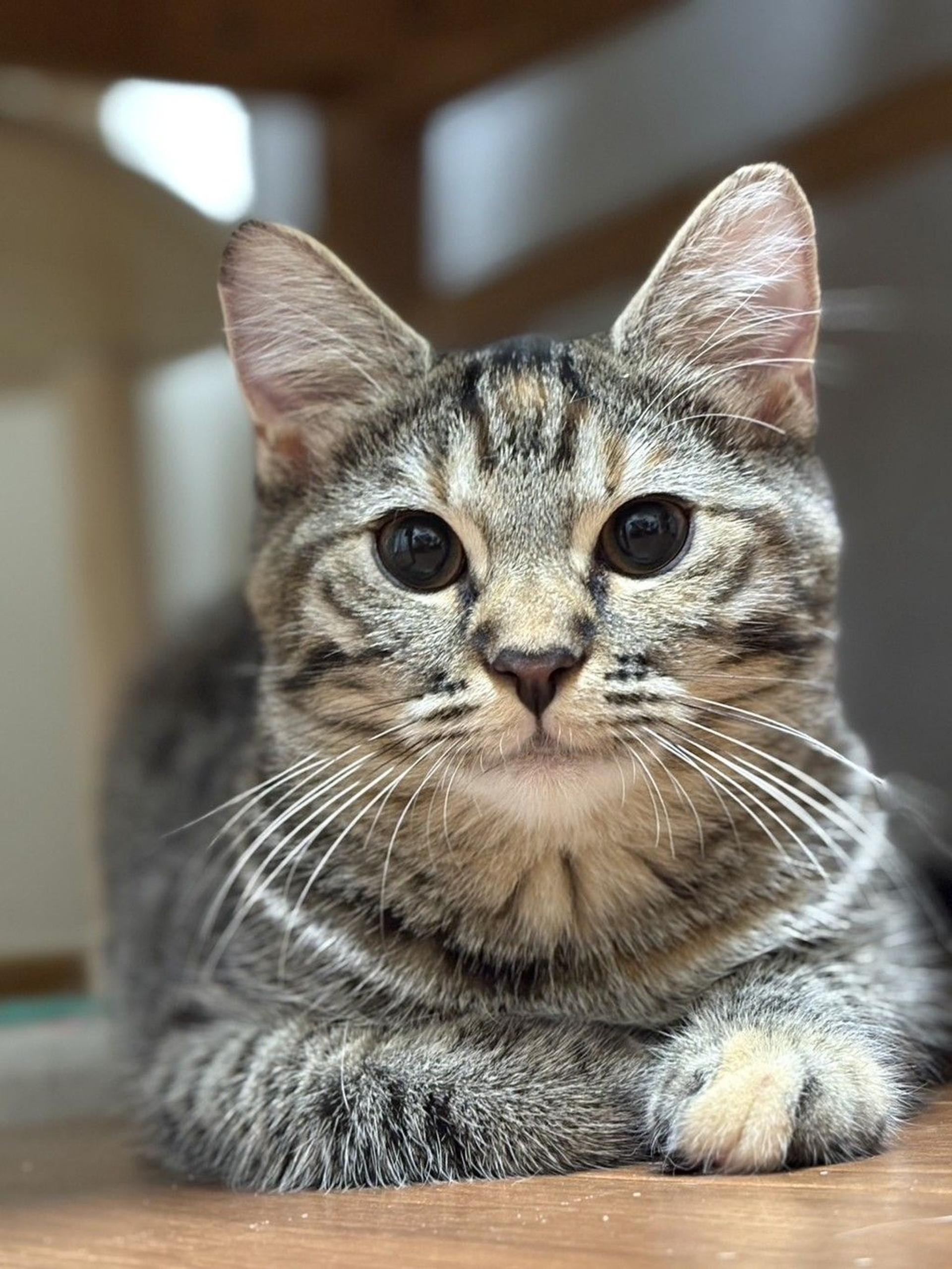 pet-image-3