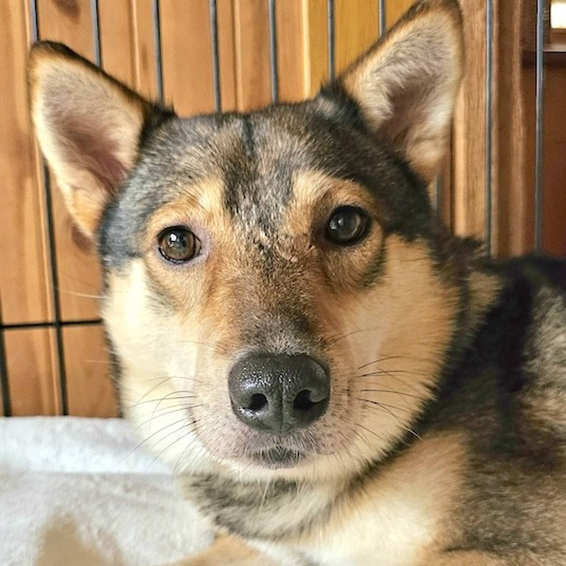 雑種（ミックス犬）・オスの里親募集の写真