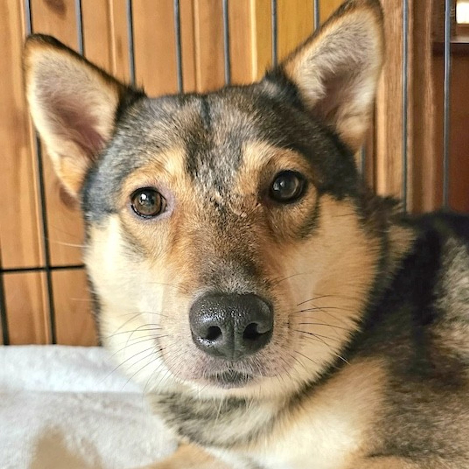 雑種（ミックス犬）・オスの里親募集の写真