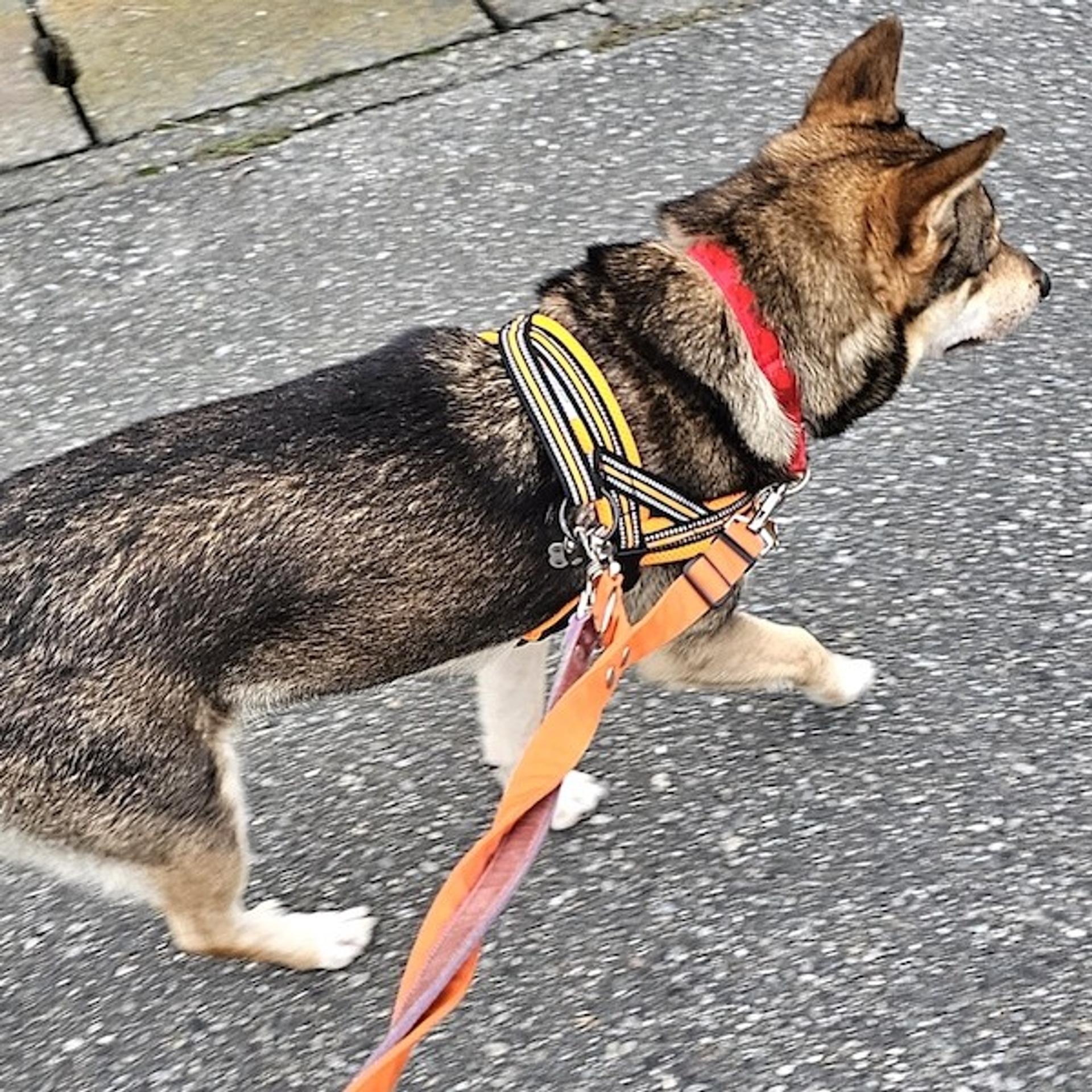 pet-image-4
