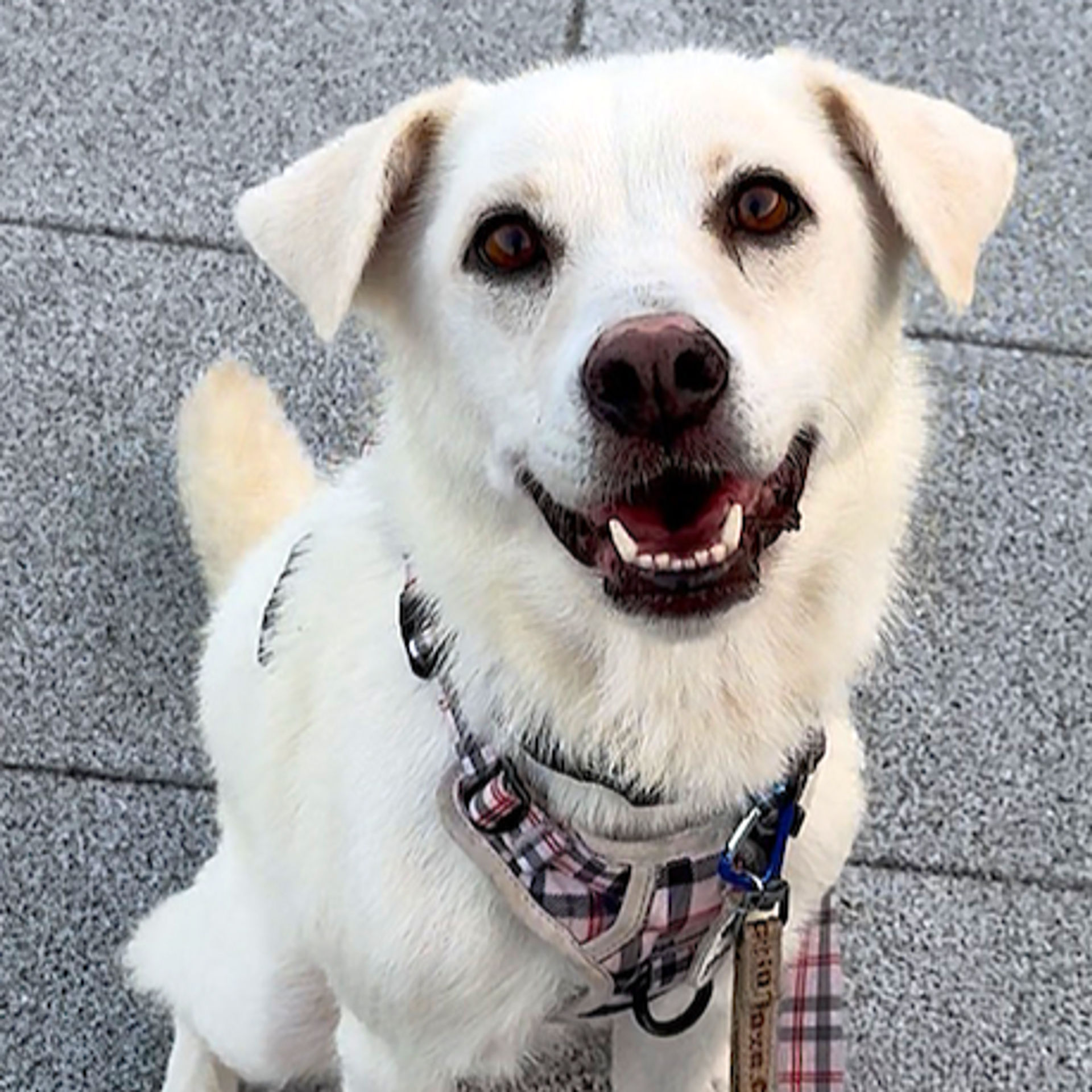 雑種（ミックス犬）・メスの里親募集の写真