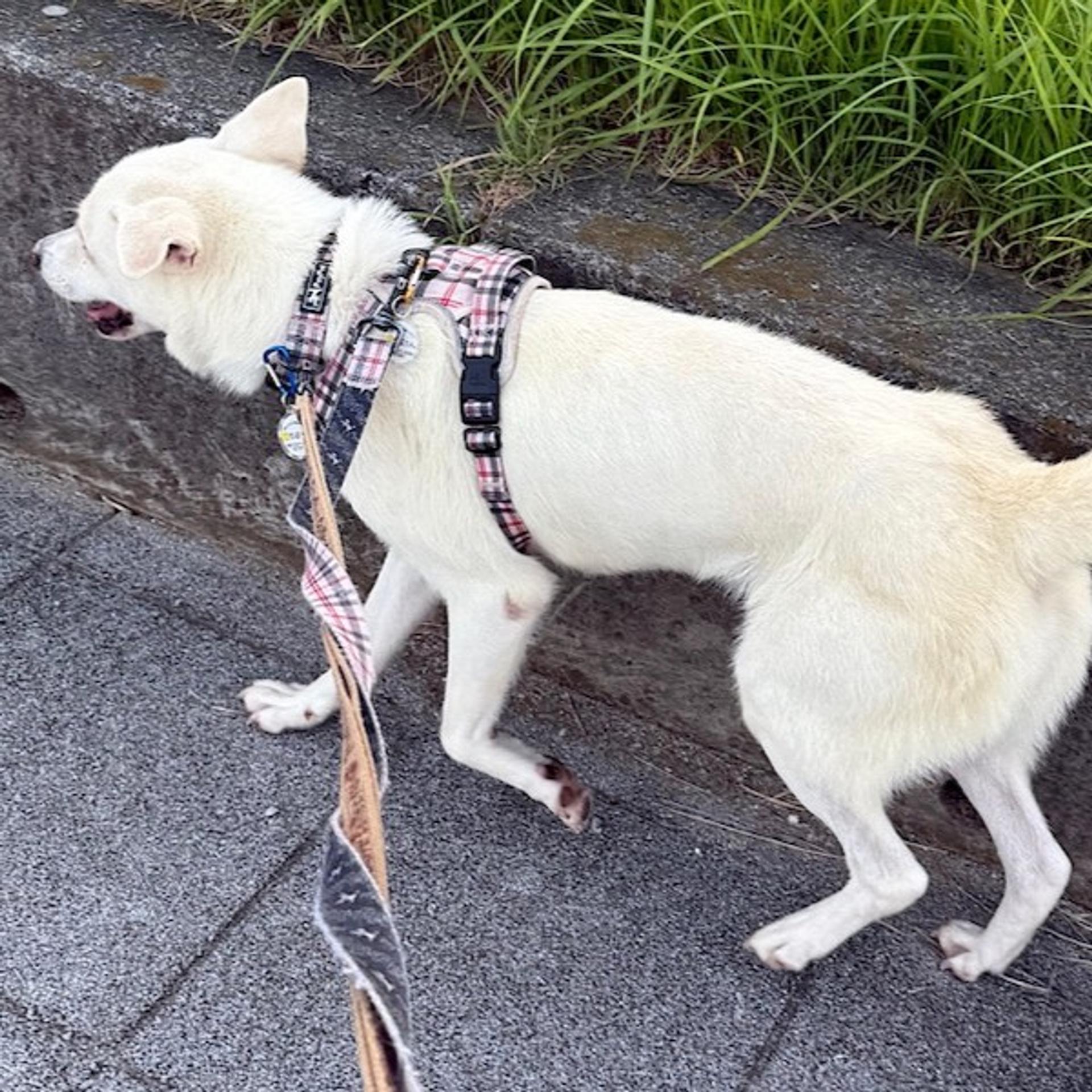 pet-image-4