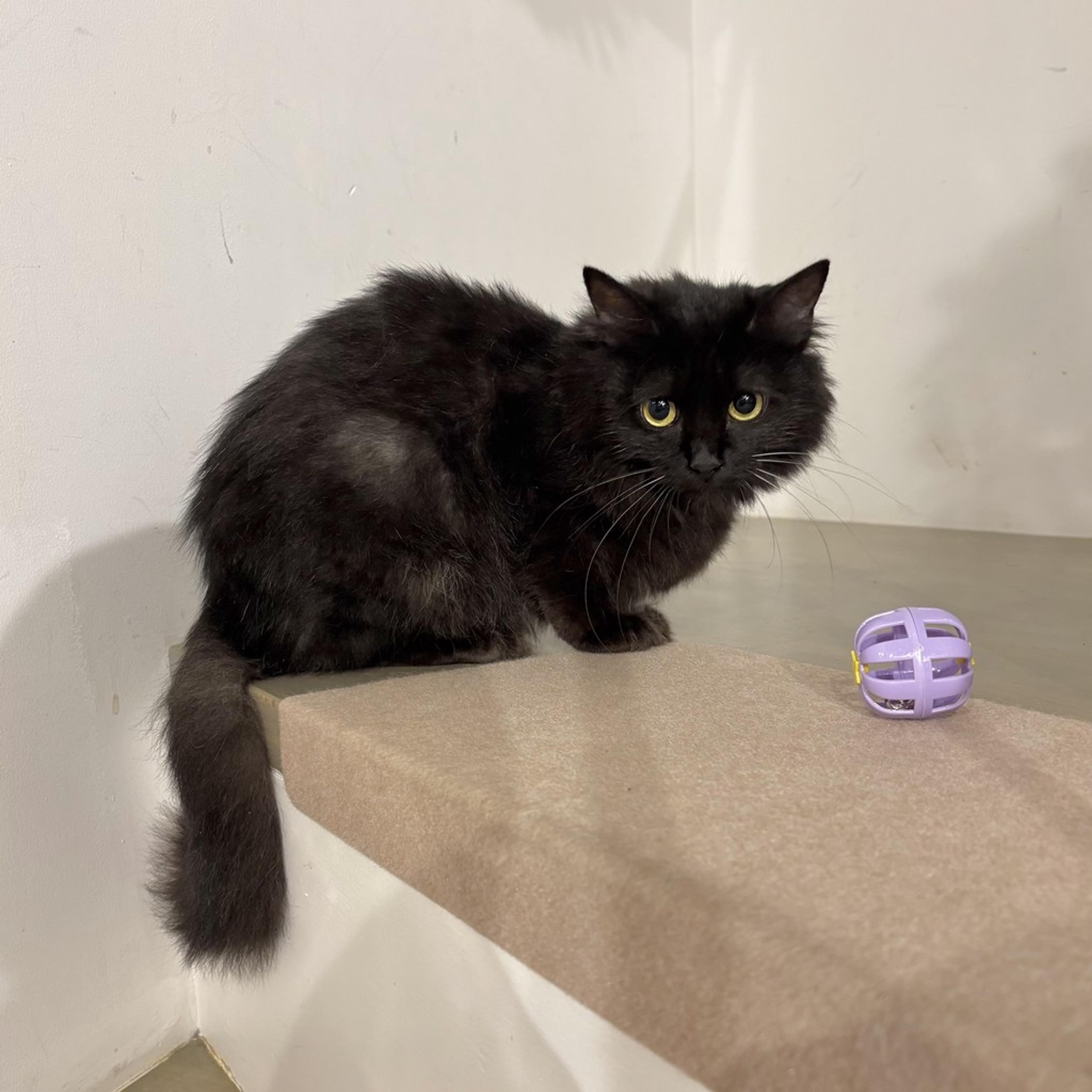 pet-image-3